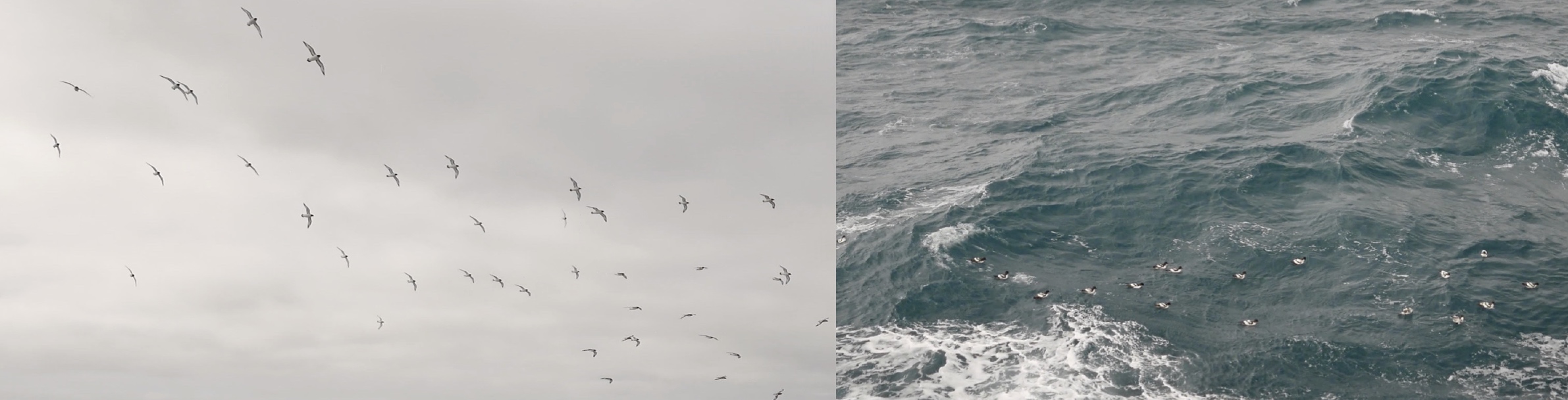 Cape petrels