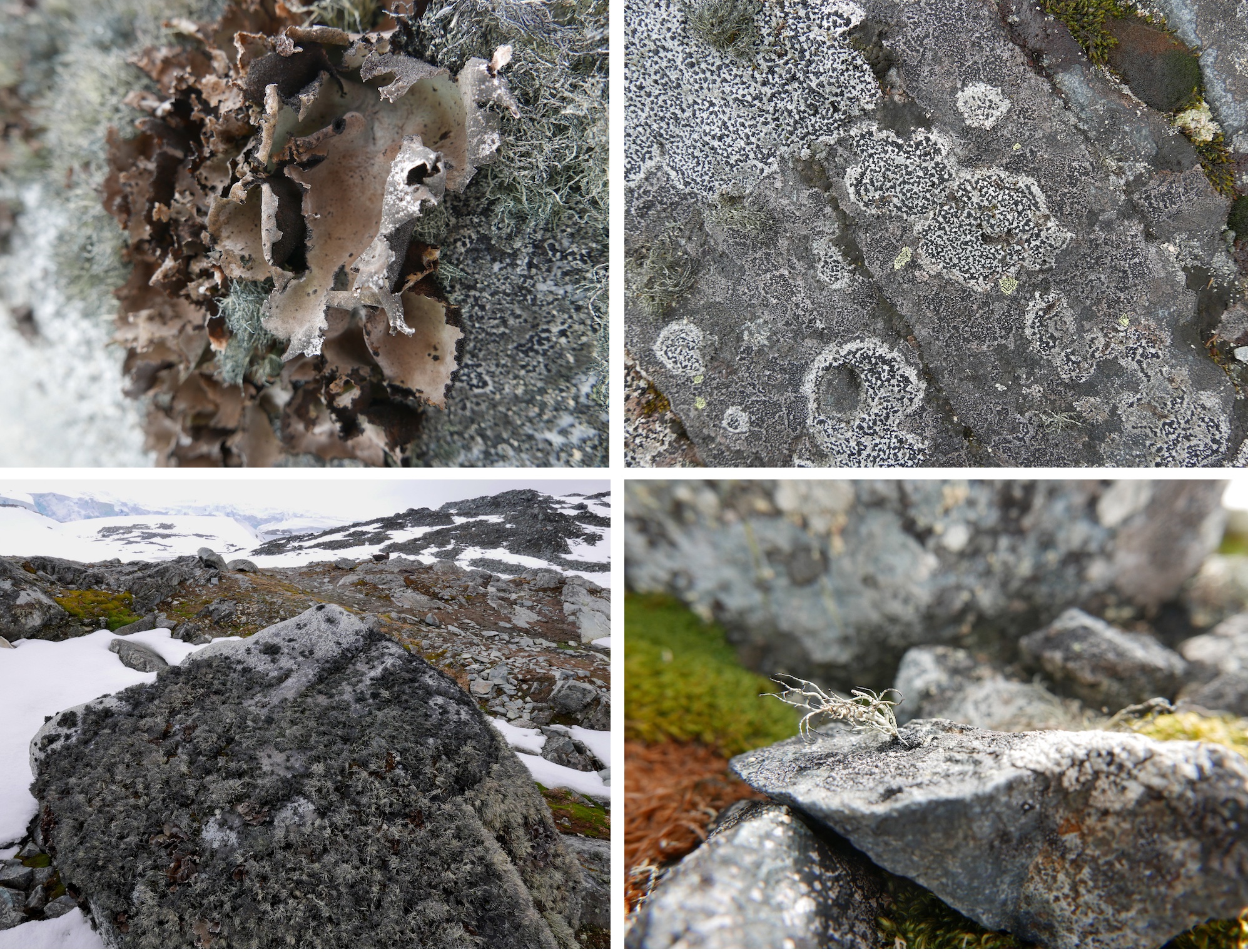 Several lichen species