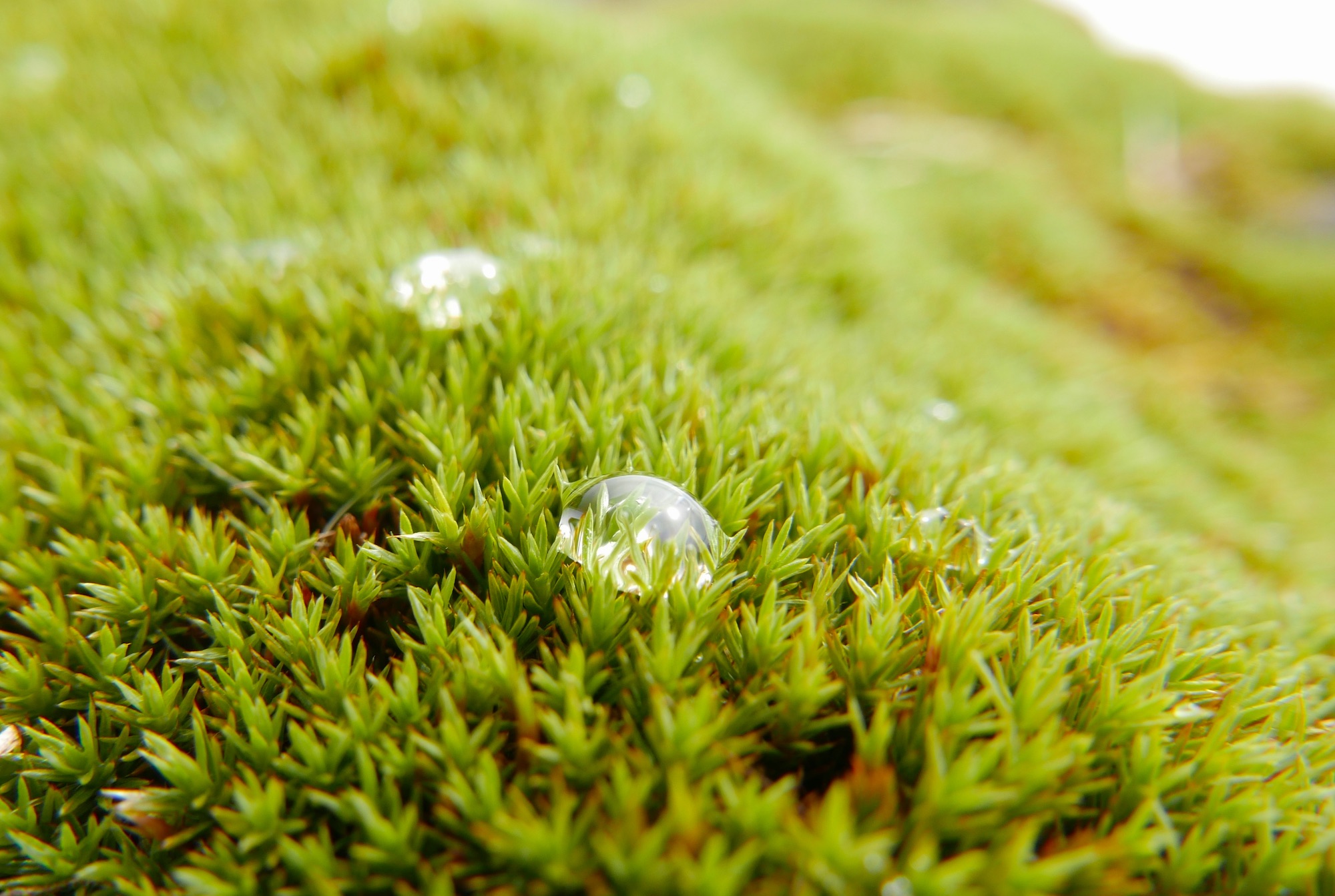 Beautiful moss