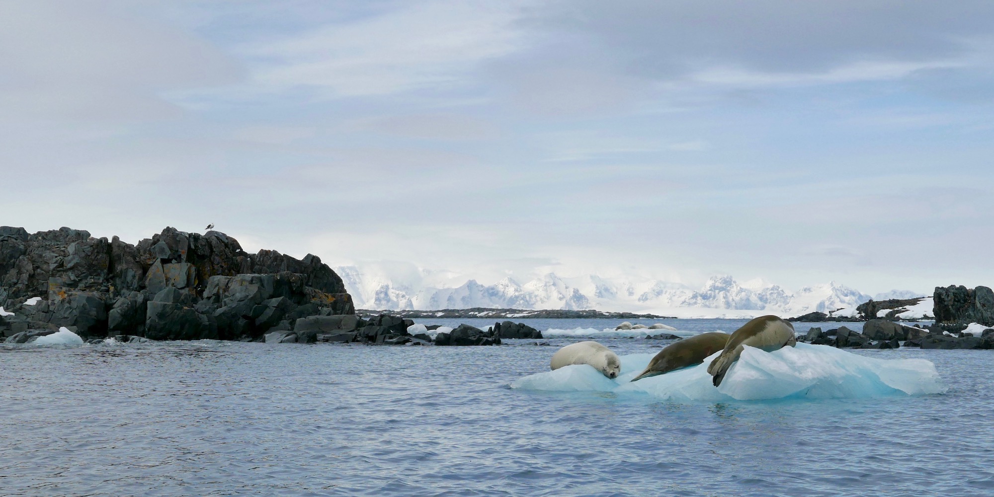 Crabeater seals