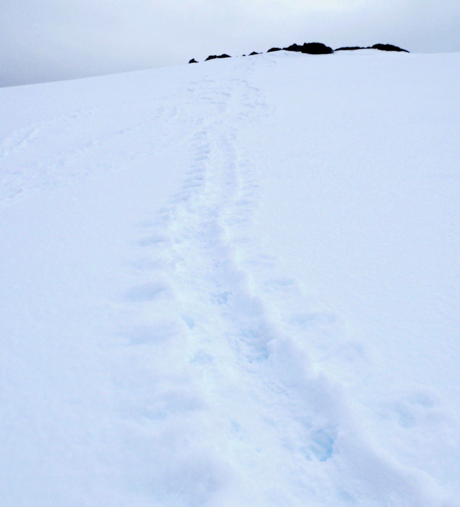 Tobogganing tracks from Amsler Island