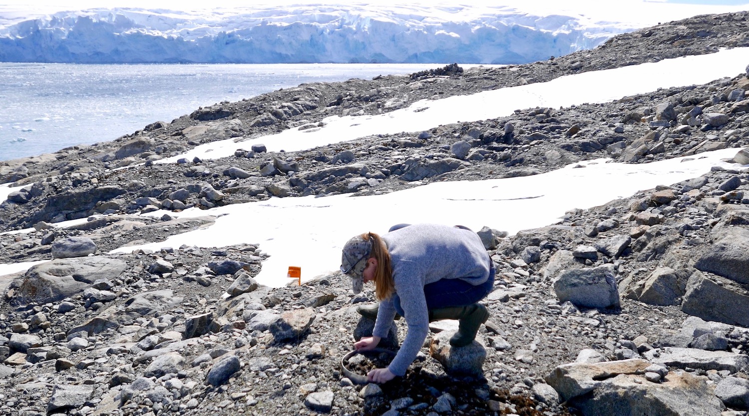 Kelly inserting soil collars