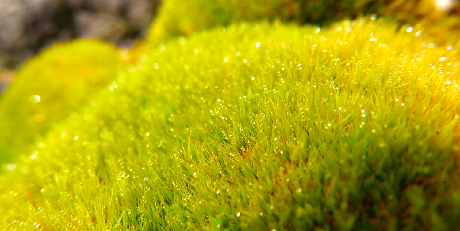 a moss species on Litchfield