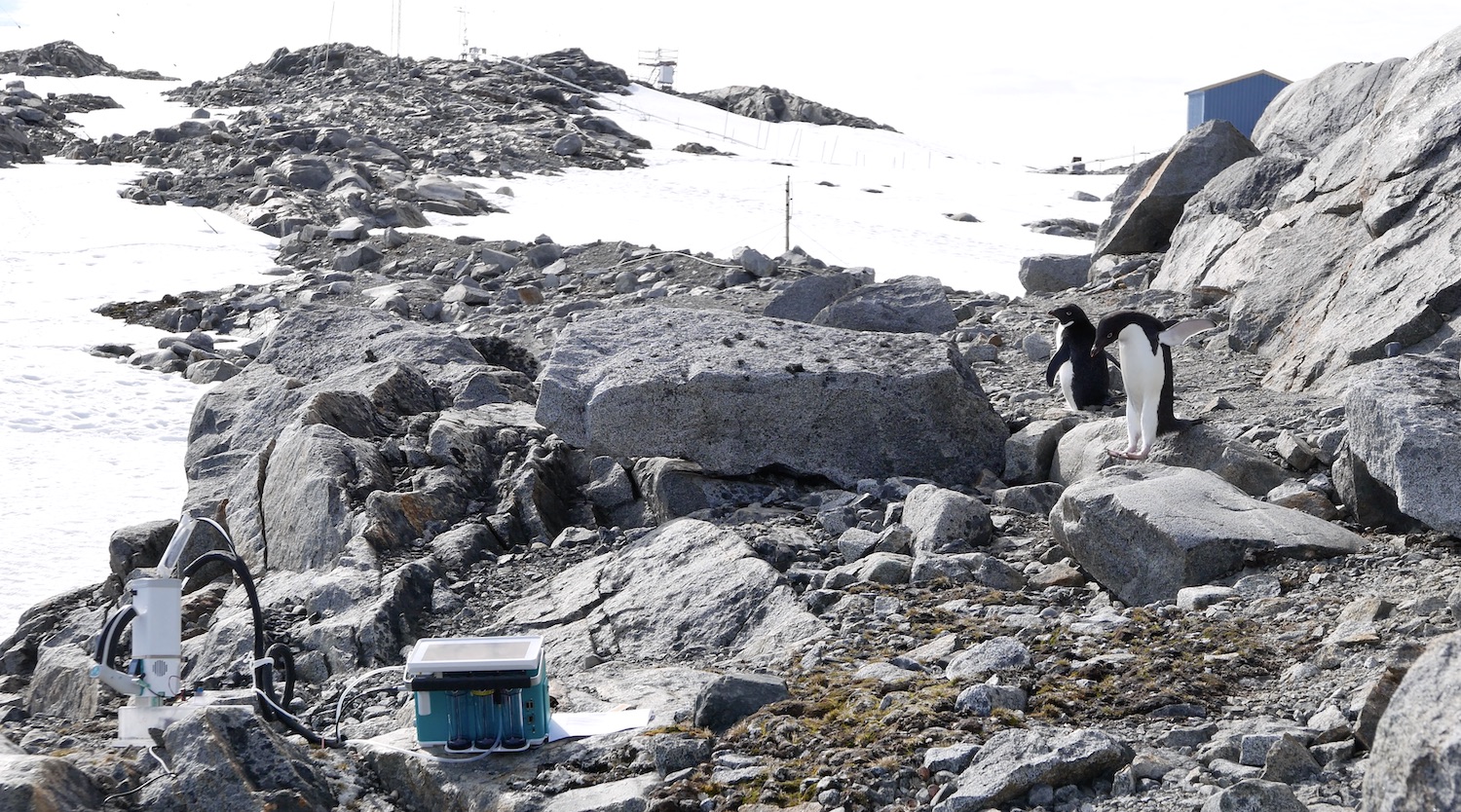 Curious penguins checking on instruments