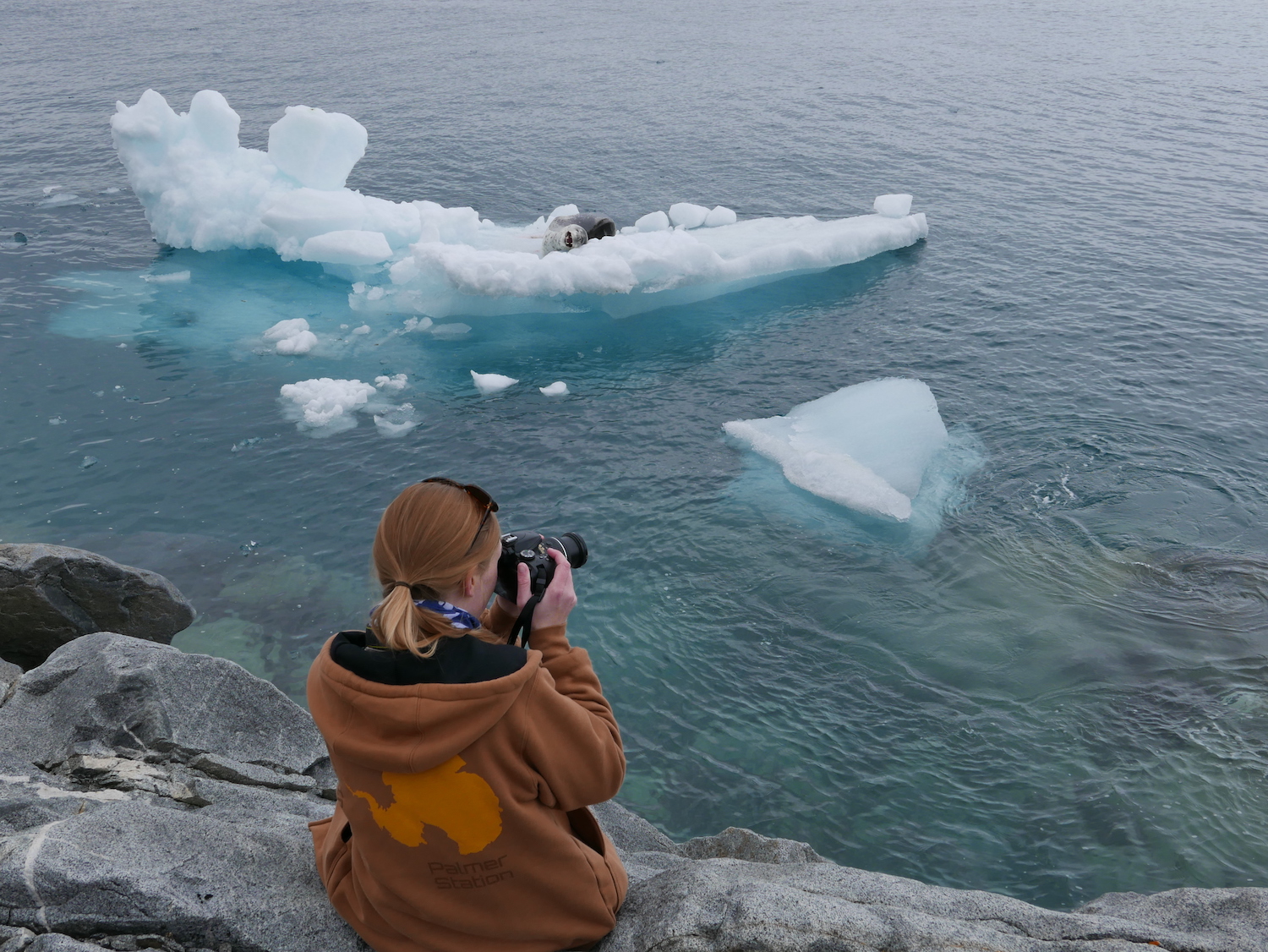 Leopard seal on December 31