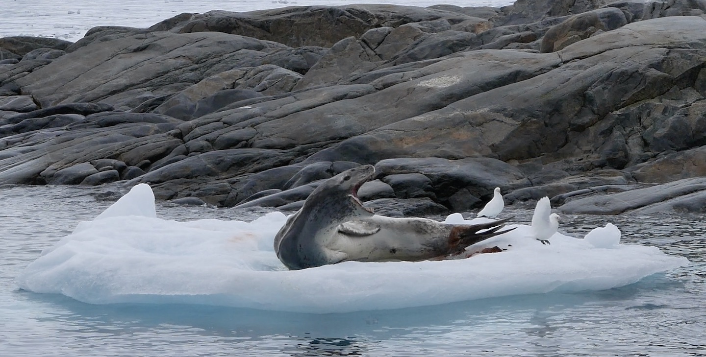 Sheathbills and leopard seal