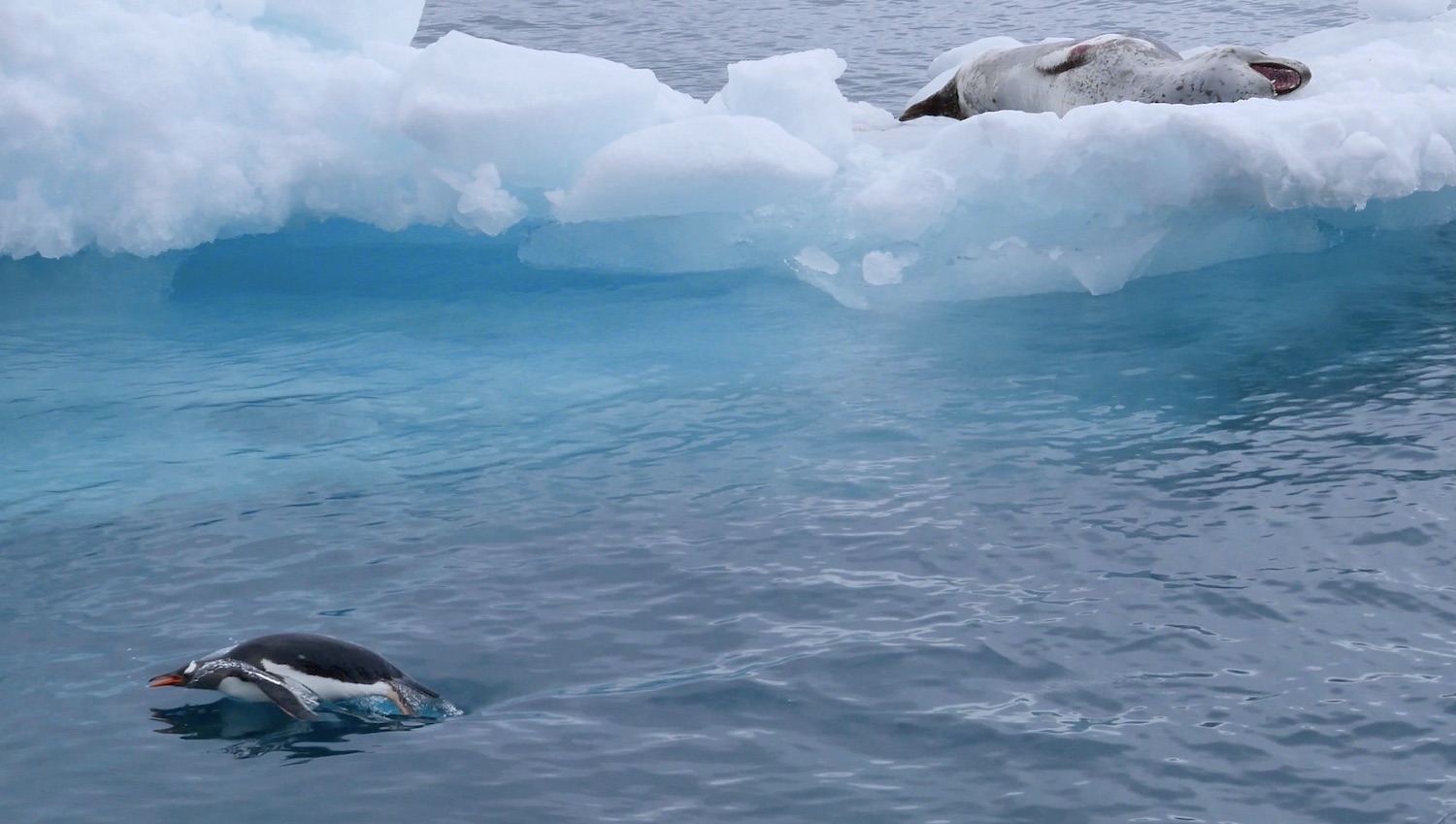 Leopard seal dozing and yawning