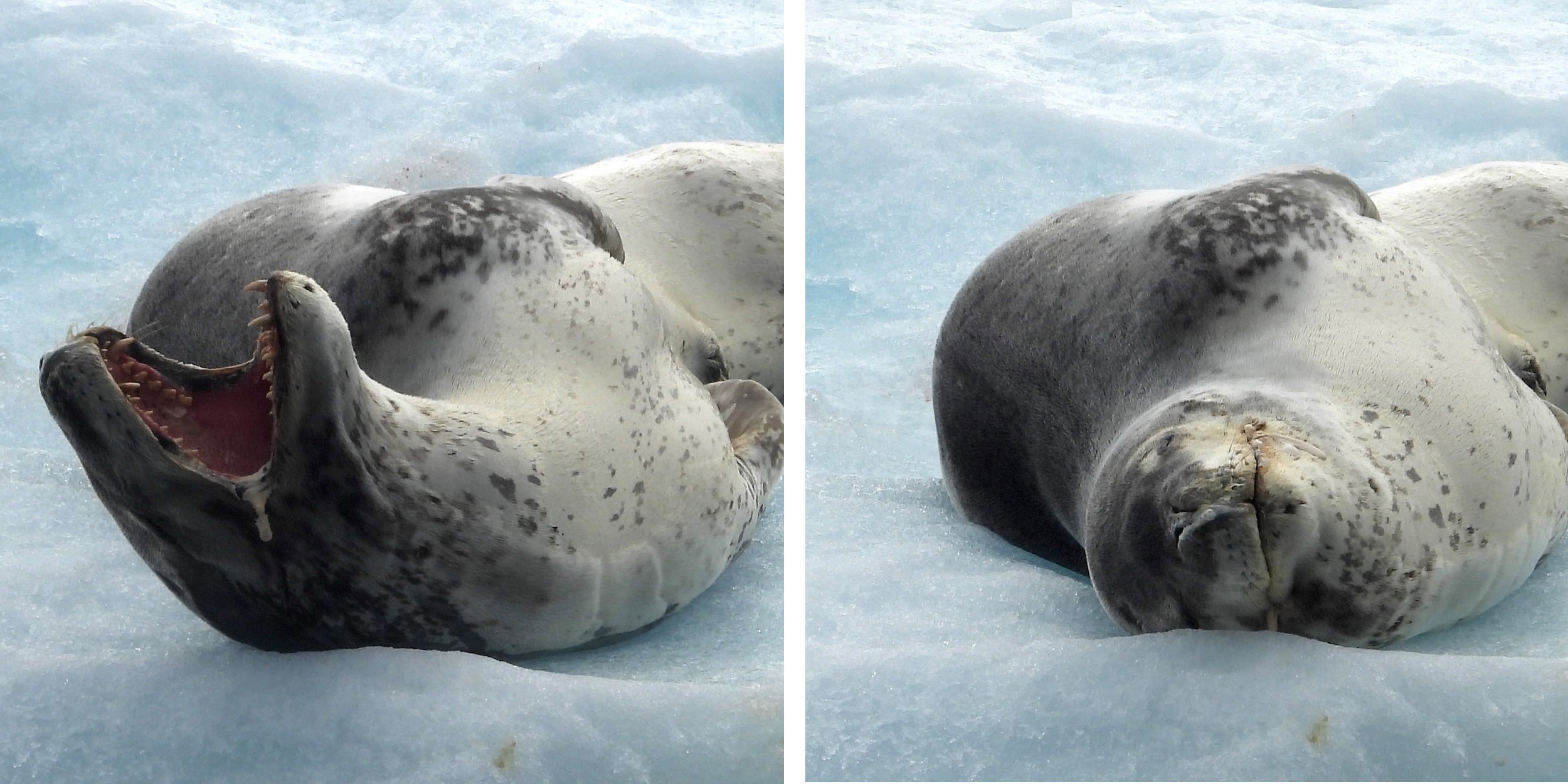 Leopard seal dozing and yawning