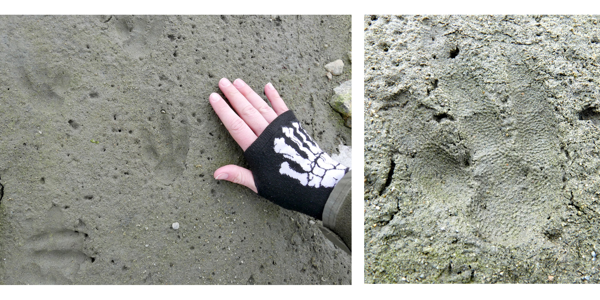 Penguin footprint in sediment