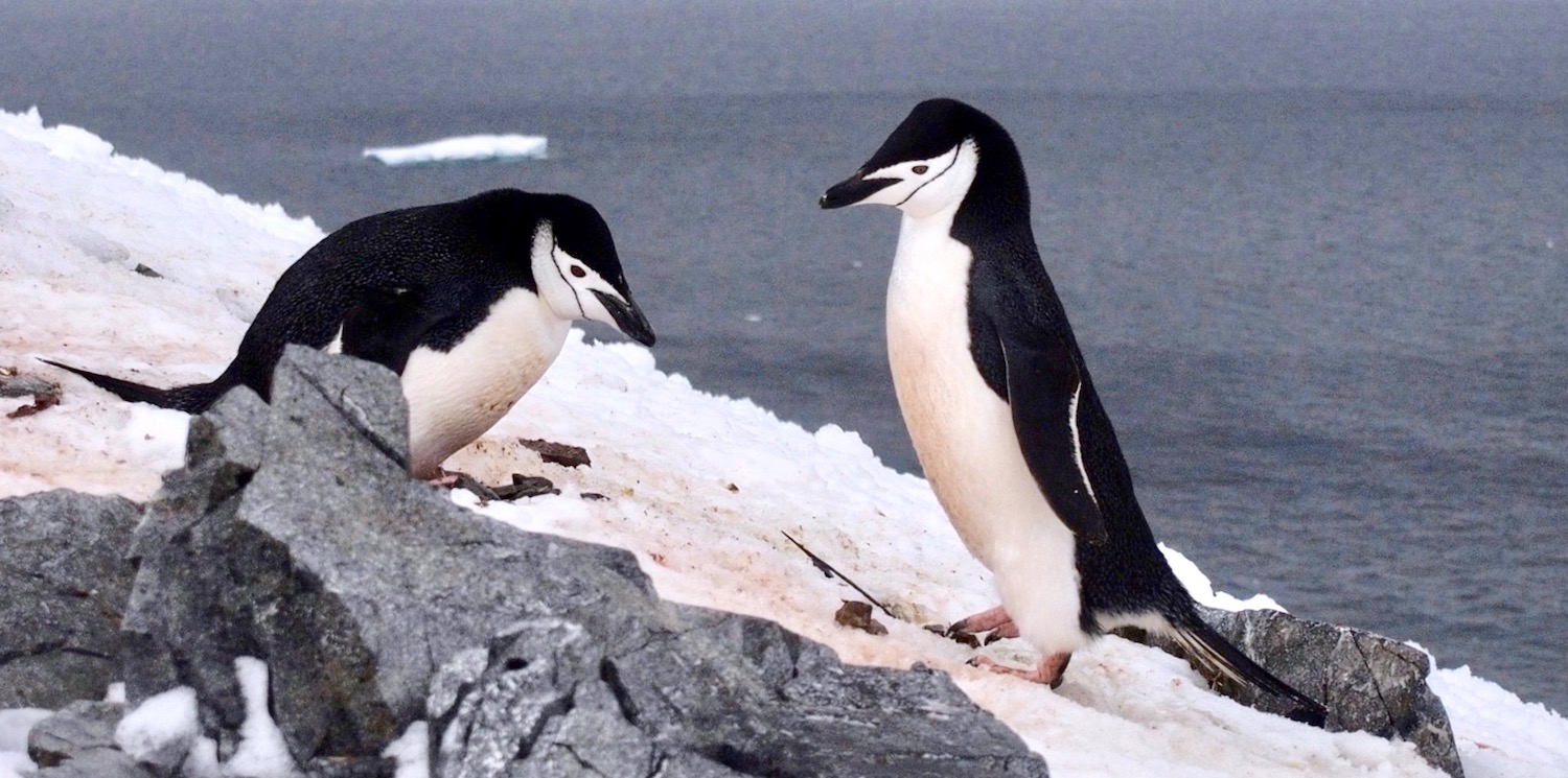Chinstrap penguin pair