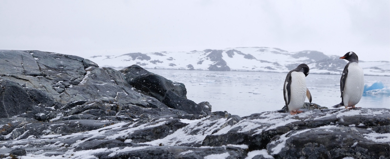 Gentoo penguins by Palmer Station