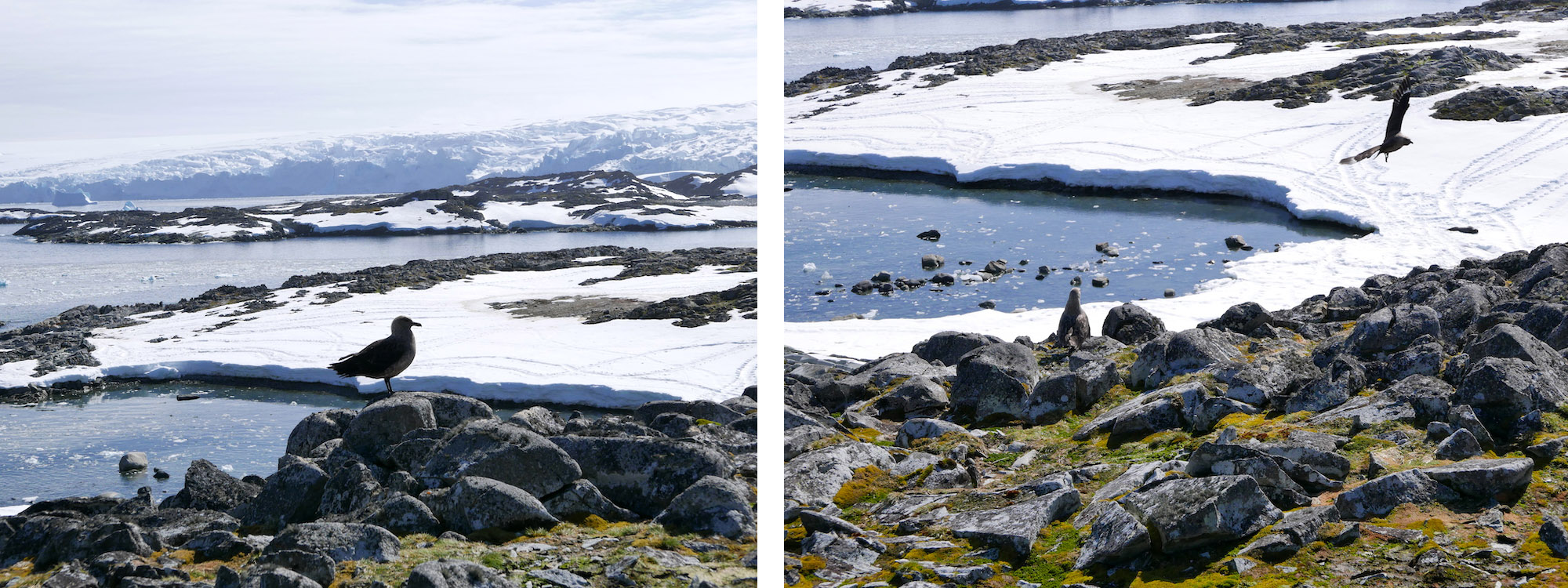 Skuas observing