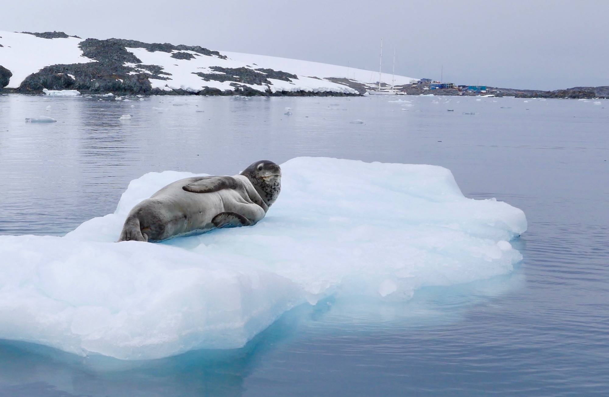 Leopard seal witnessing boating ops