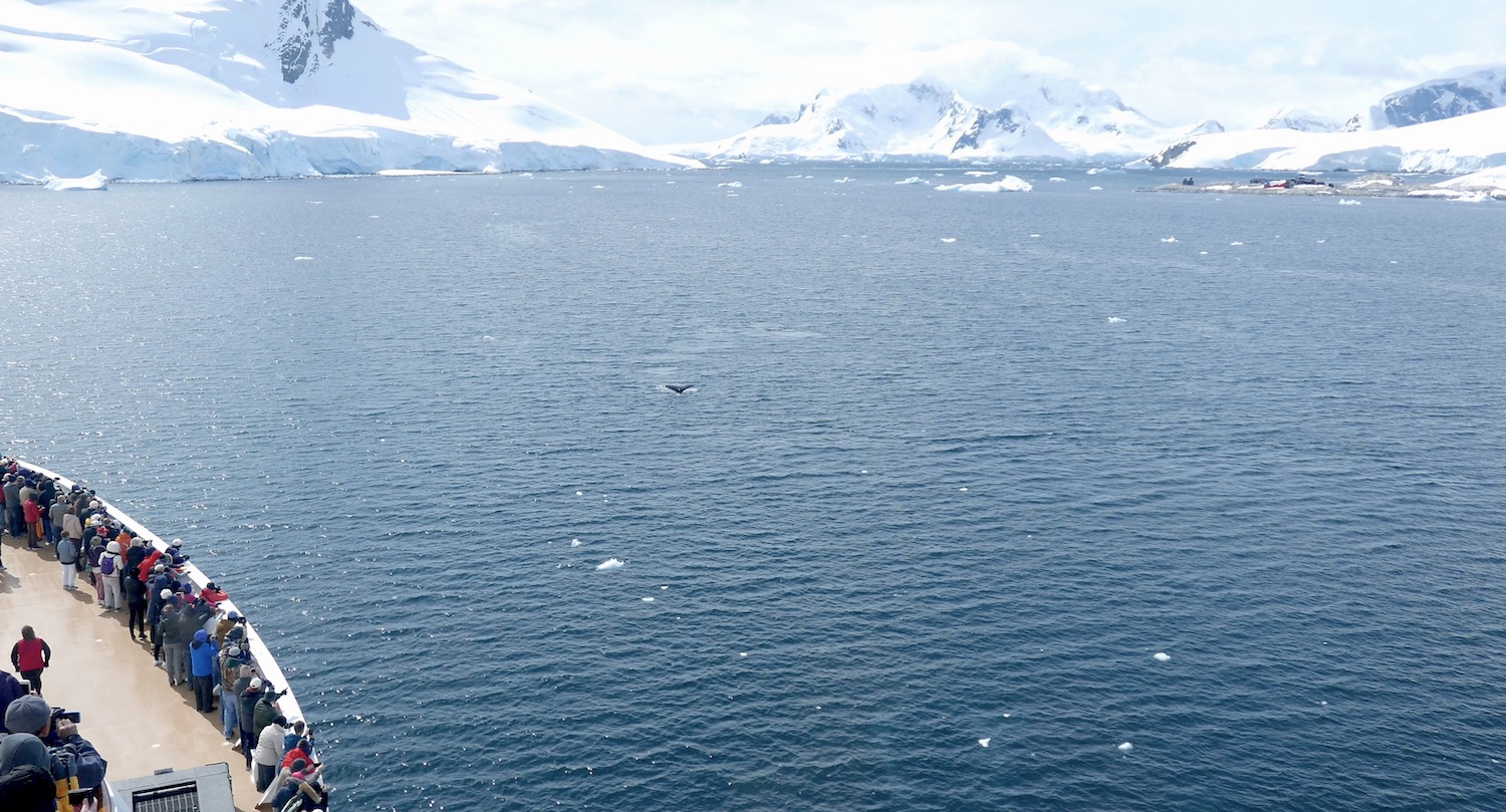 Humpback whale from Zaandam