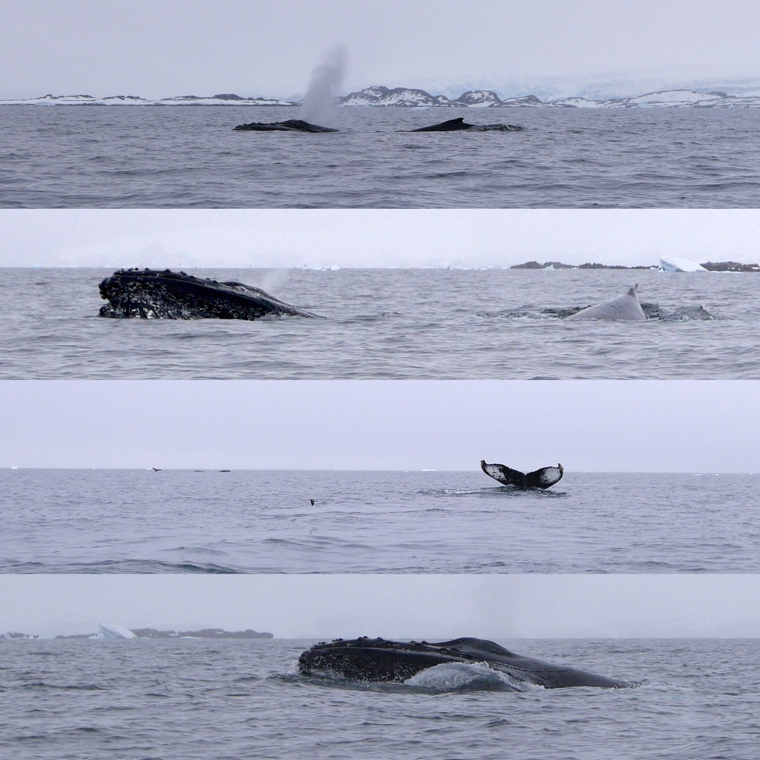 Humpback whales on January 17