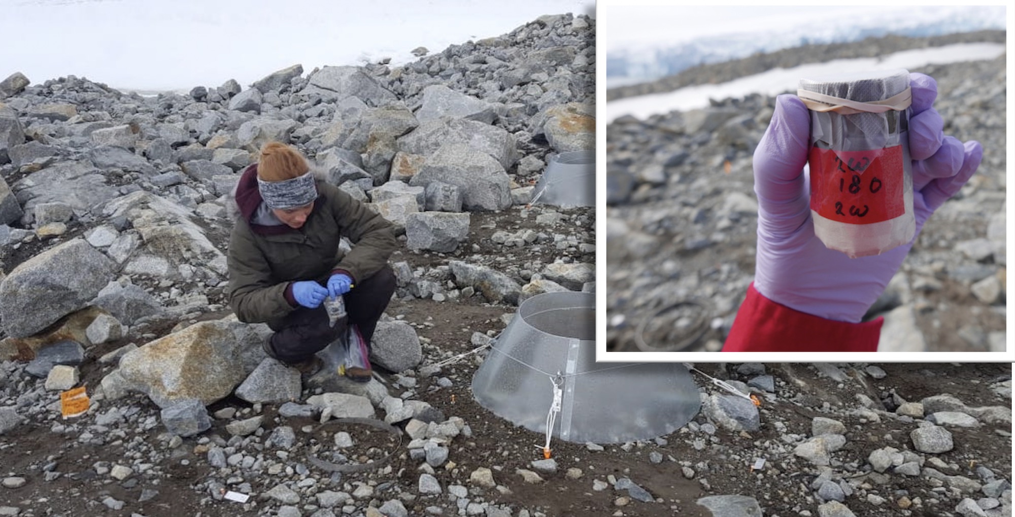 Collecting 2-week incubation samples