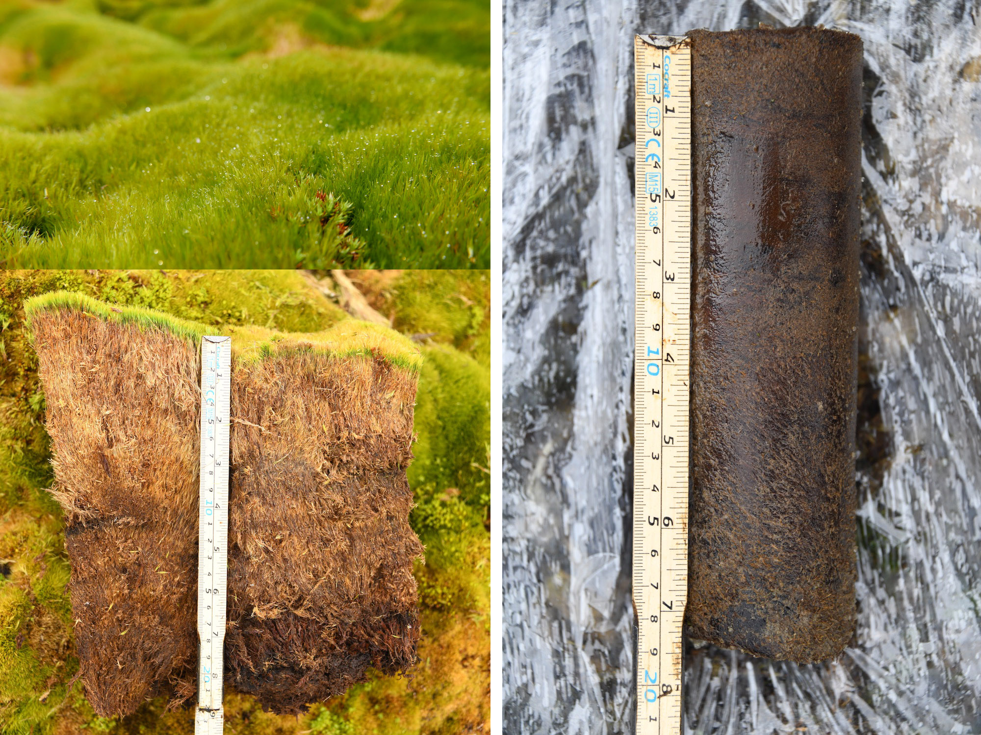 Peat sample