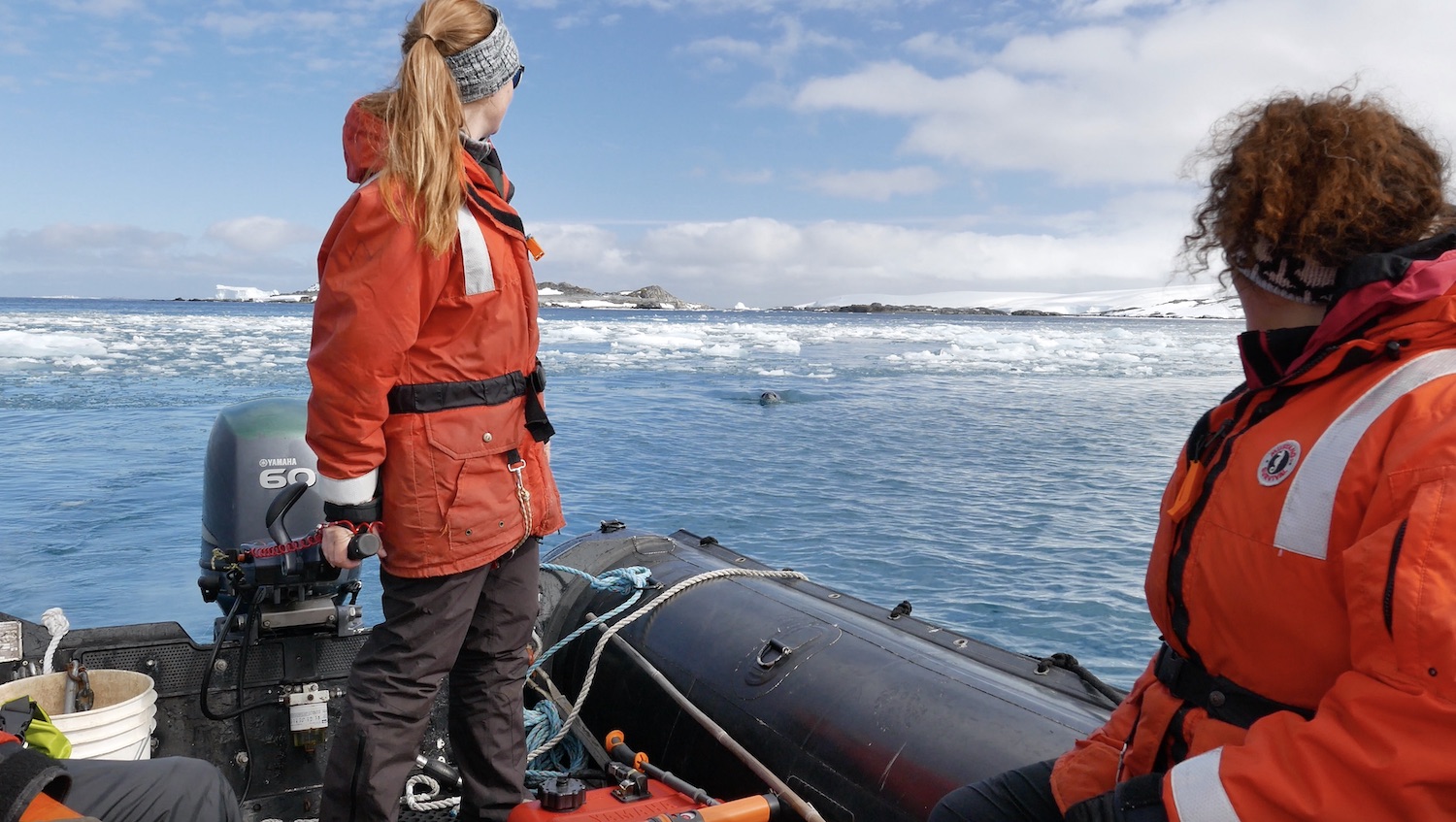 Leopard seal following the zodiac