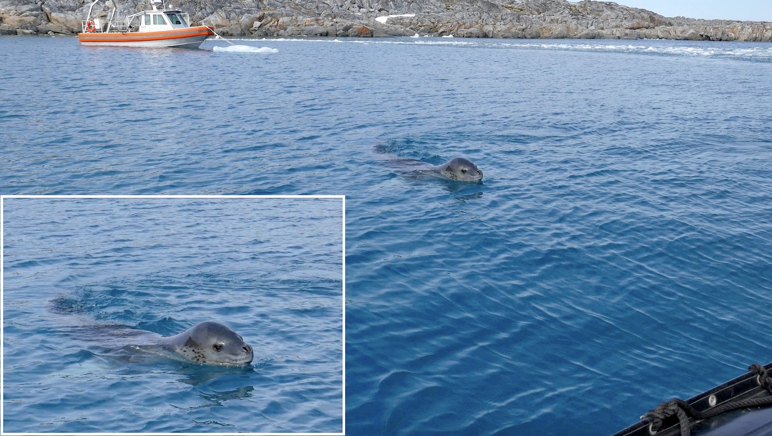 Leopard seal following the zodiac