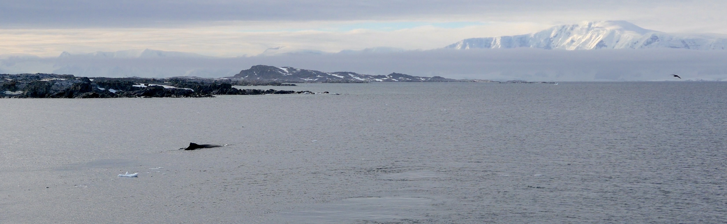 Humpback whale with view of the Peninsula