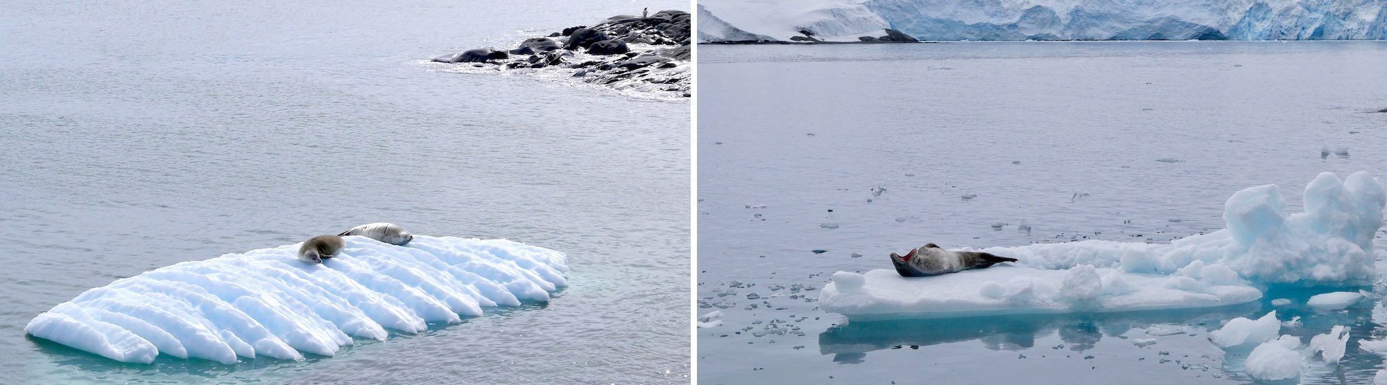 Seals on ice - crabeater and leopard seals