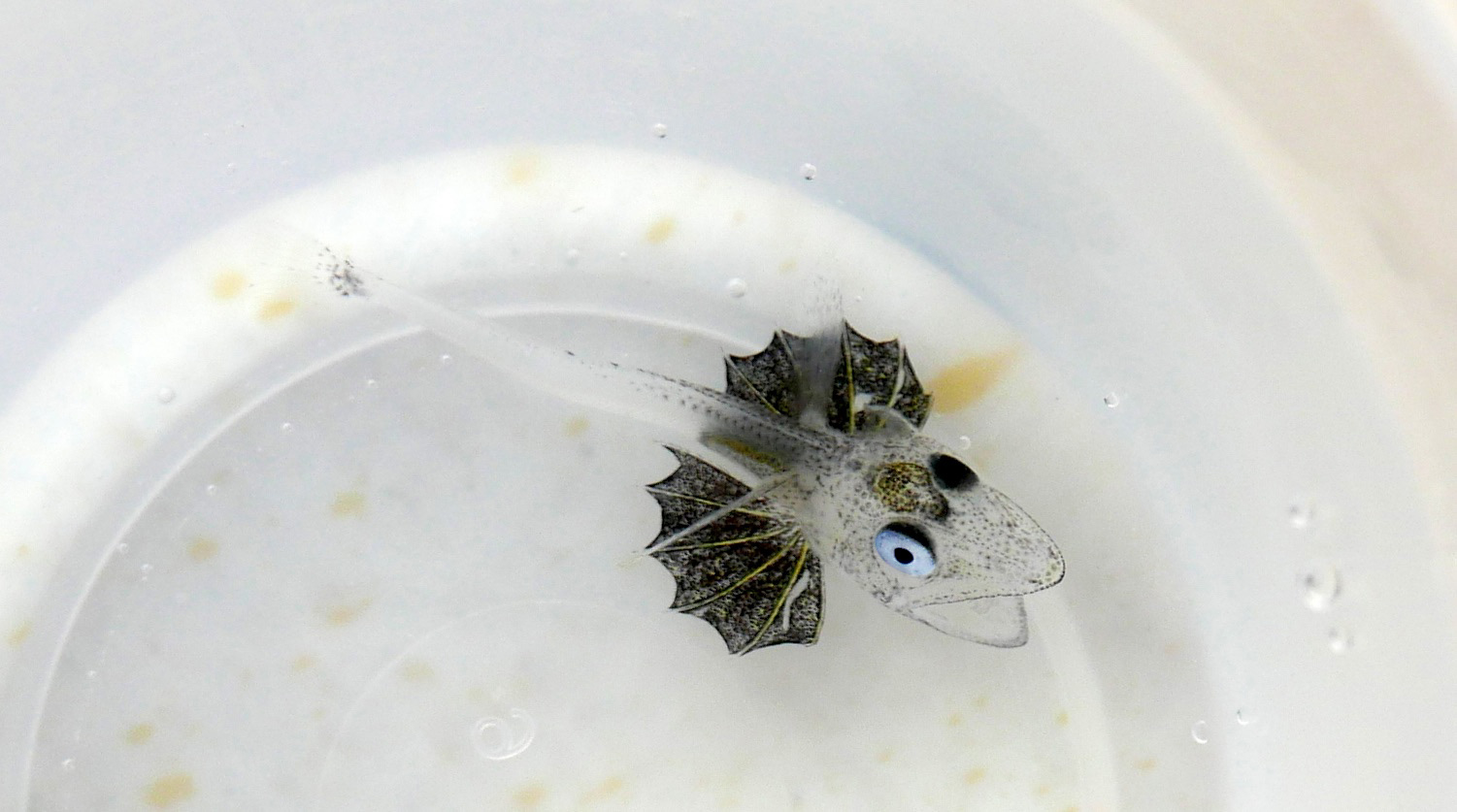 Young icefish