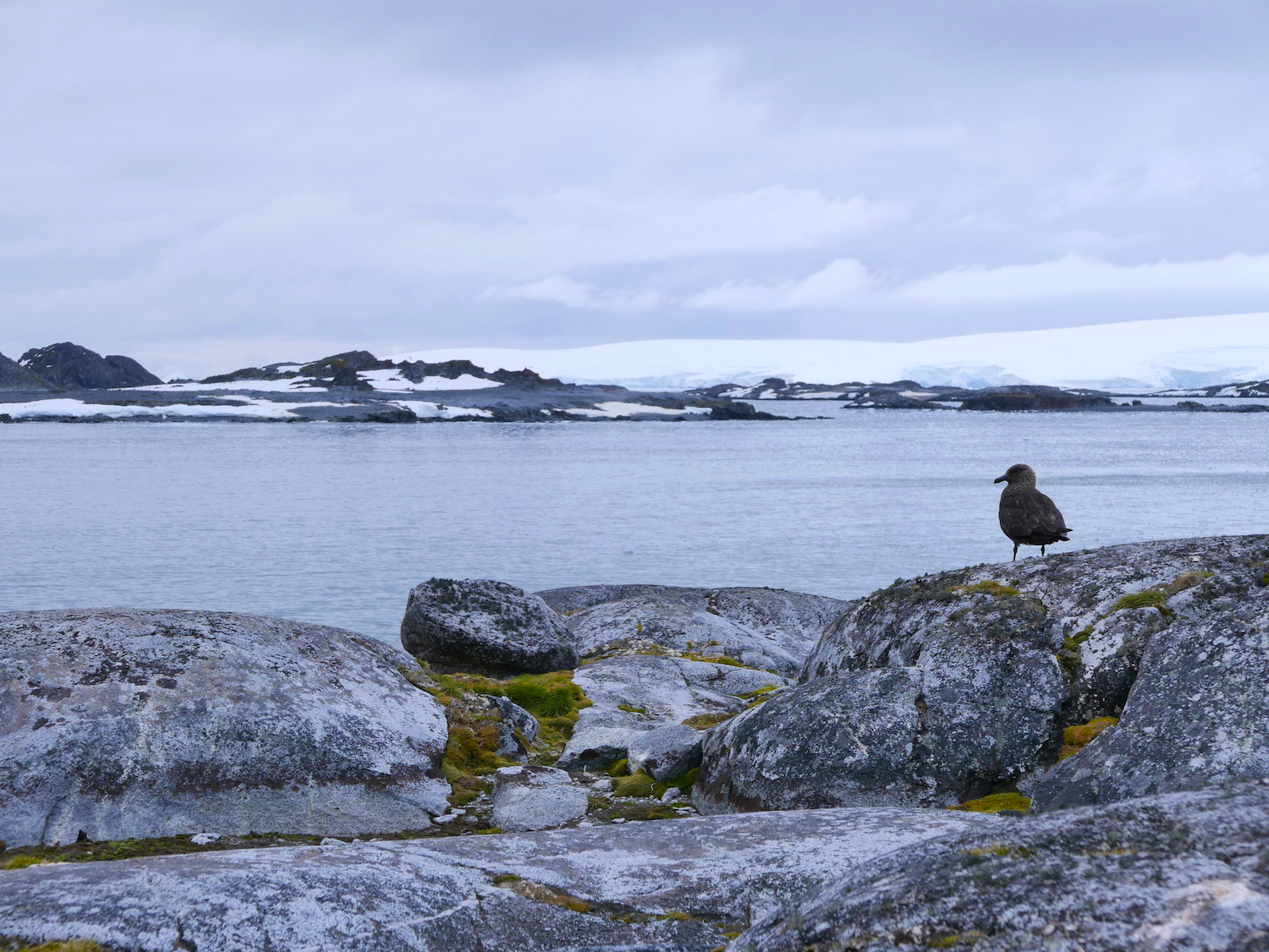 Observant skua