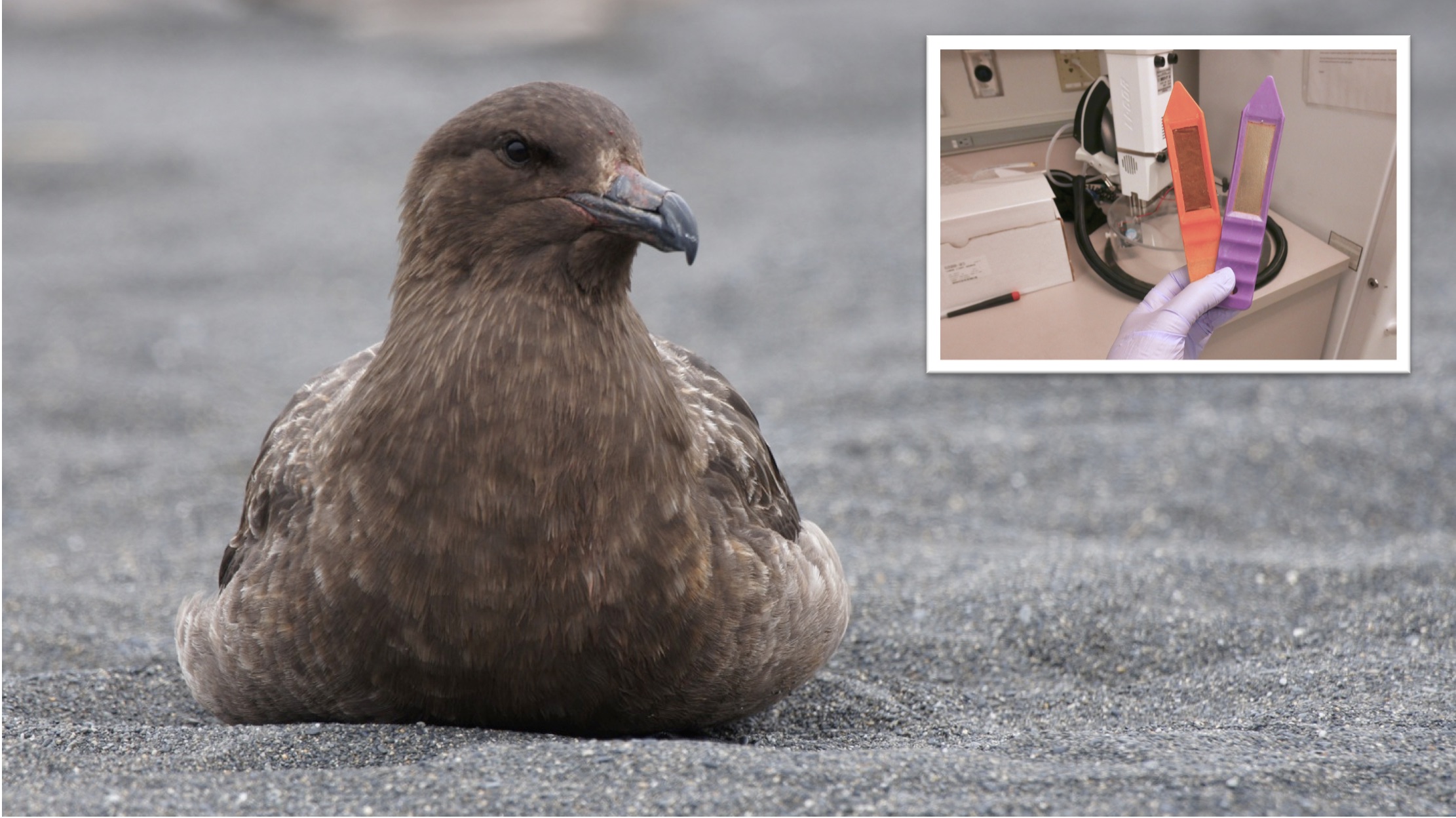 Skua resting