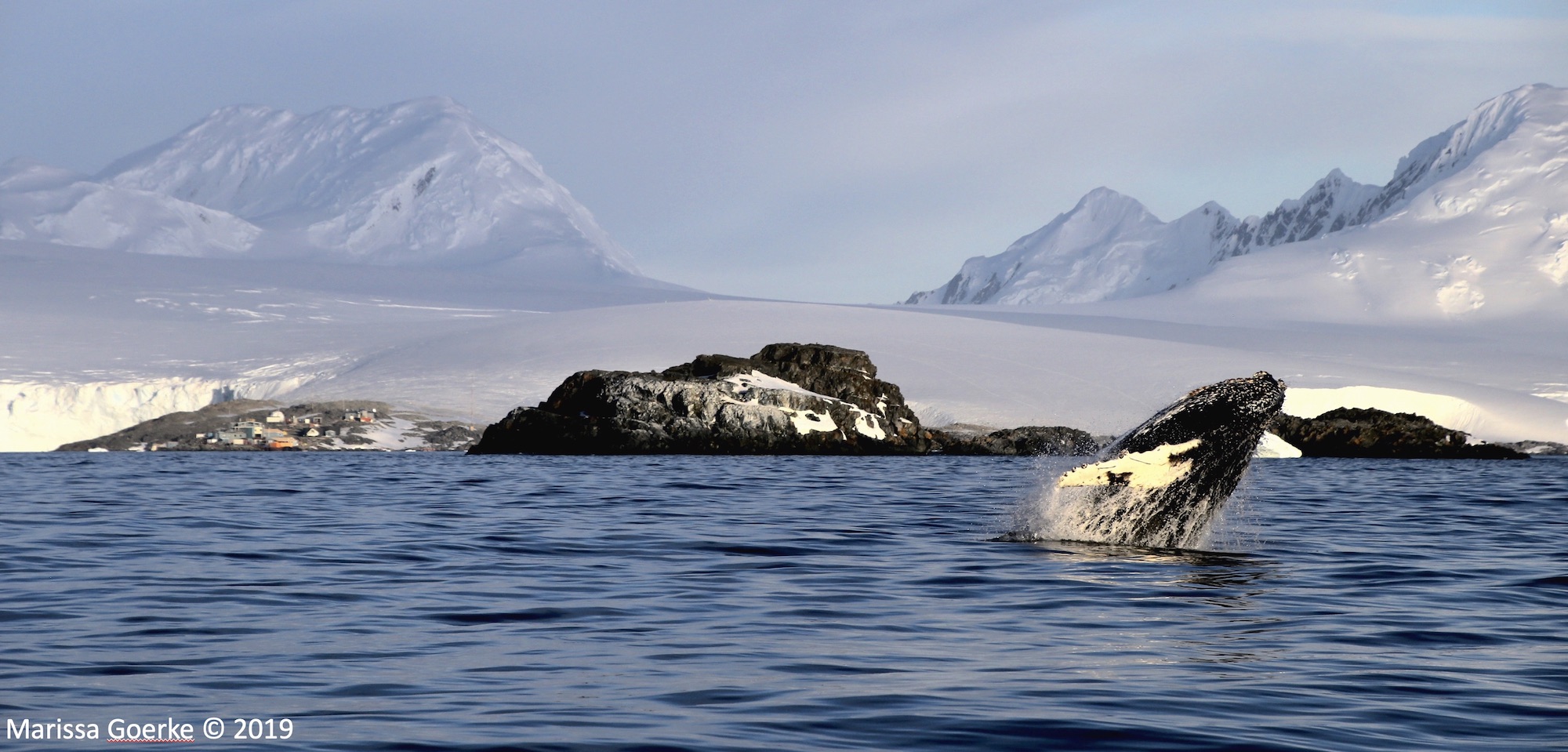 Whale at Palmer Station