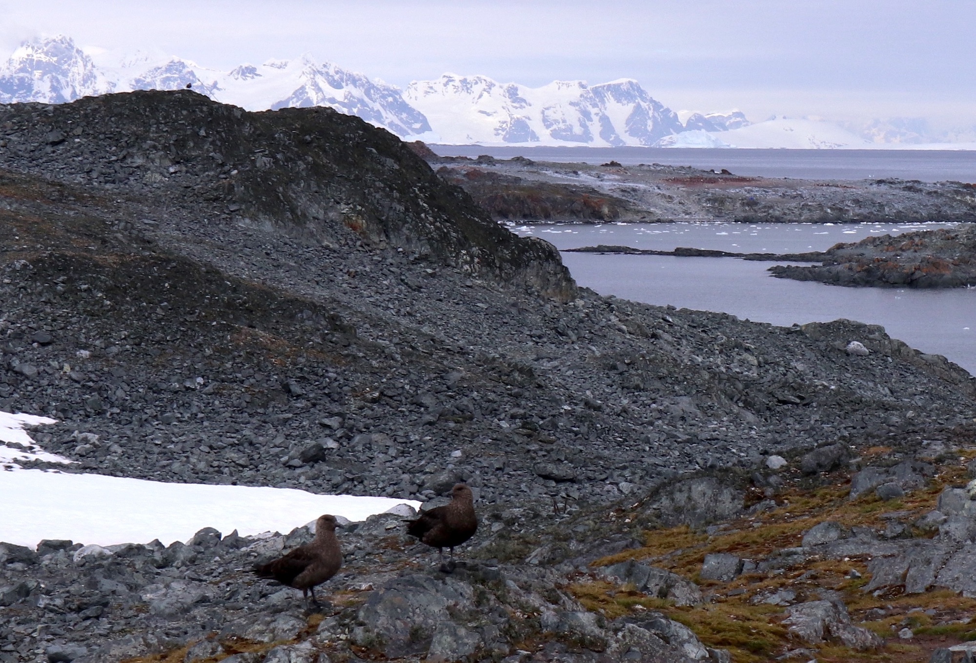 Skuas on Amsler February