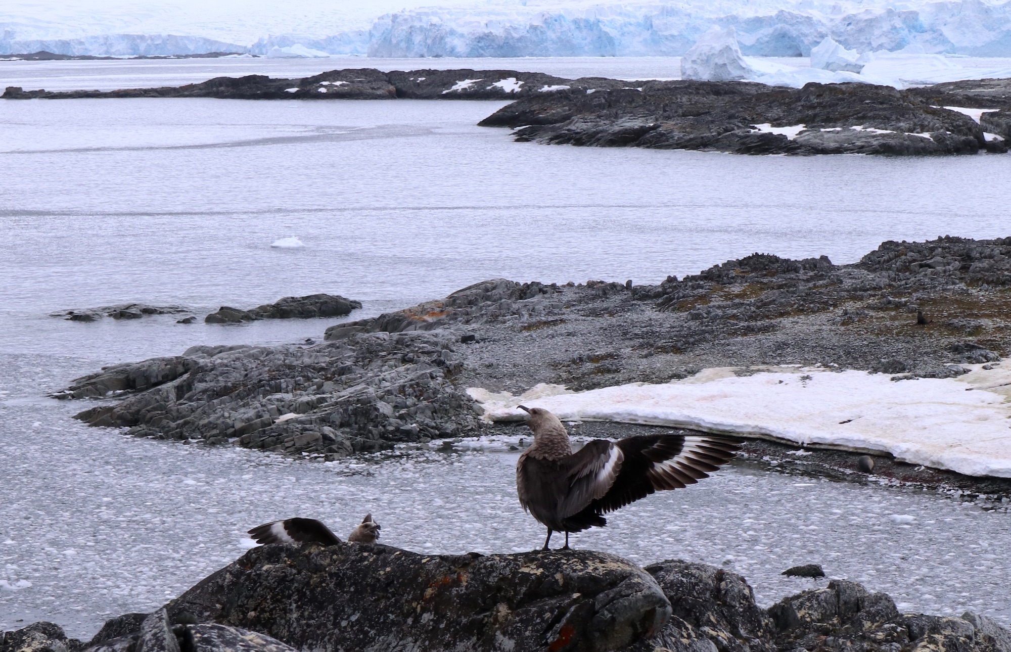 Skuas at Litchfield