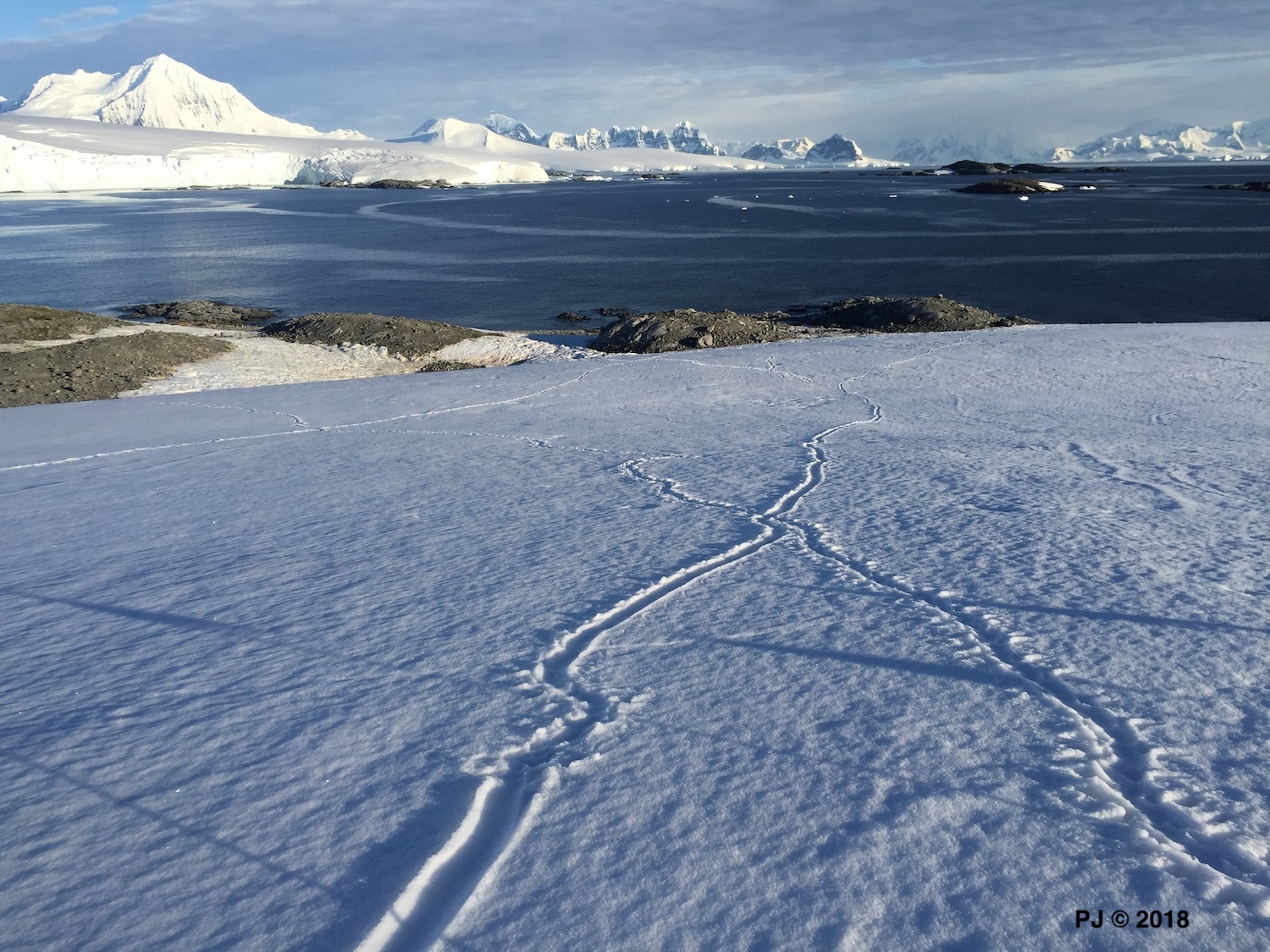 Repeater - penguins tobogganing tracks