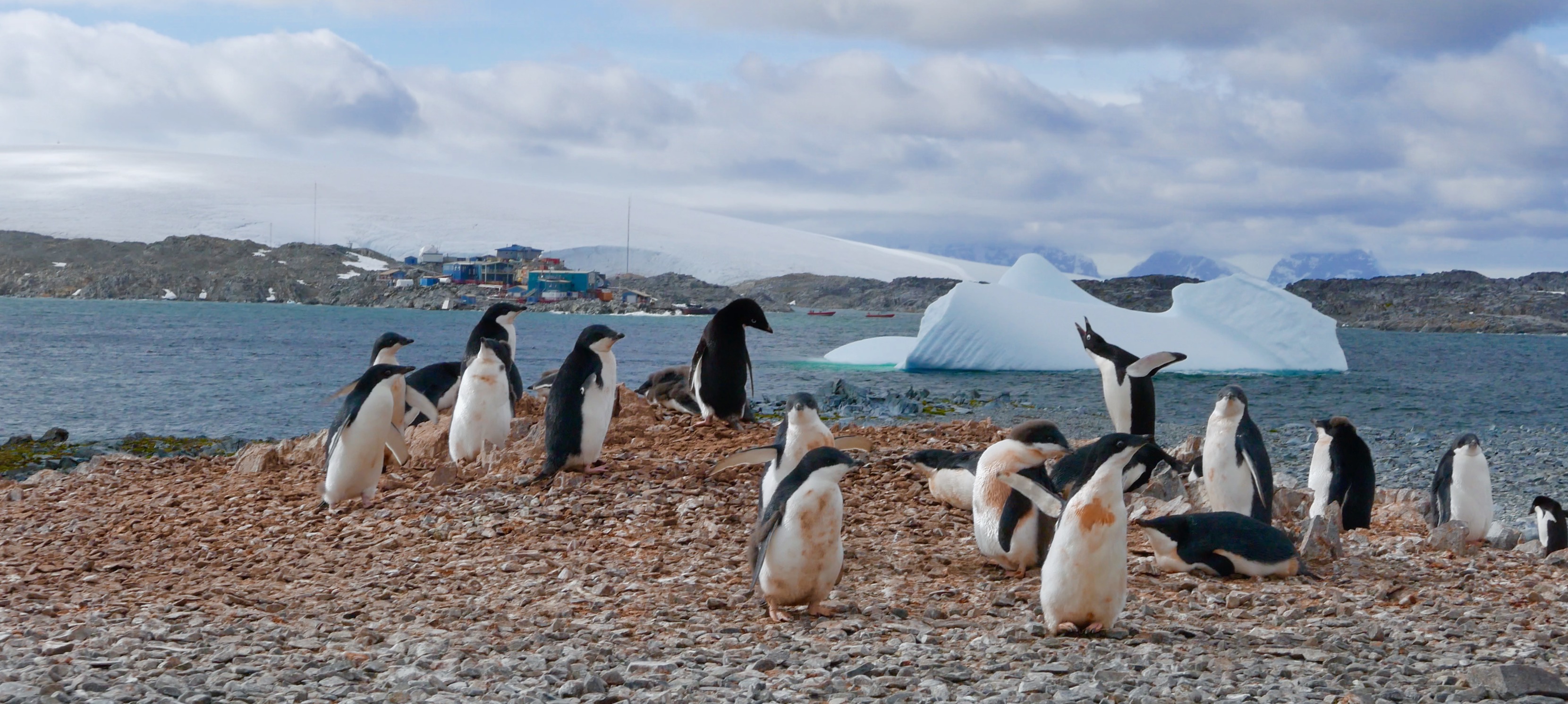 Penguins on Torgersen