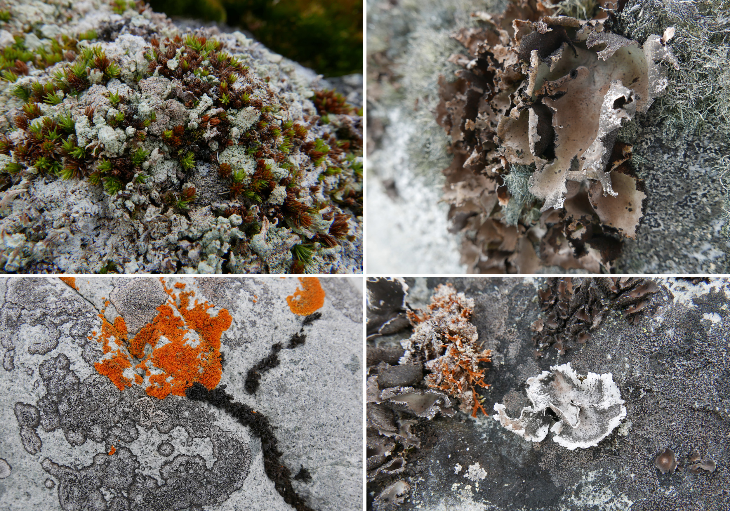 Lichen communities