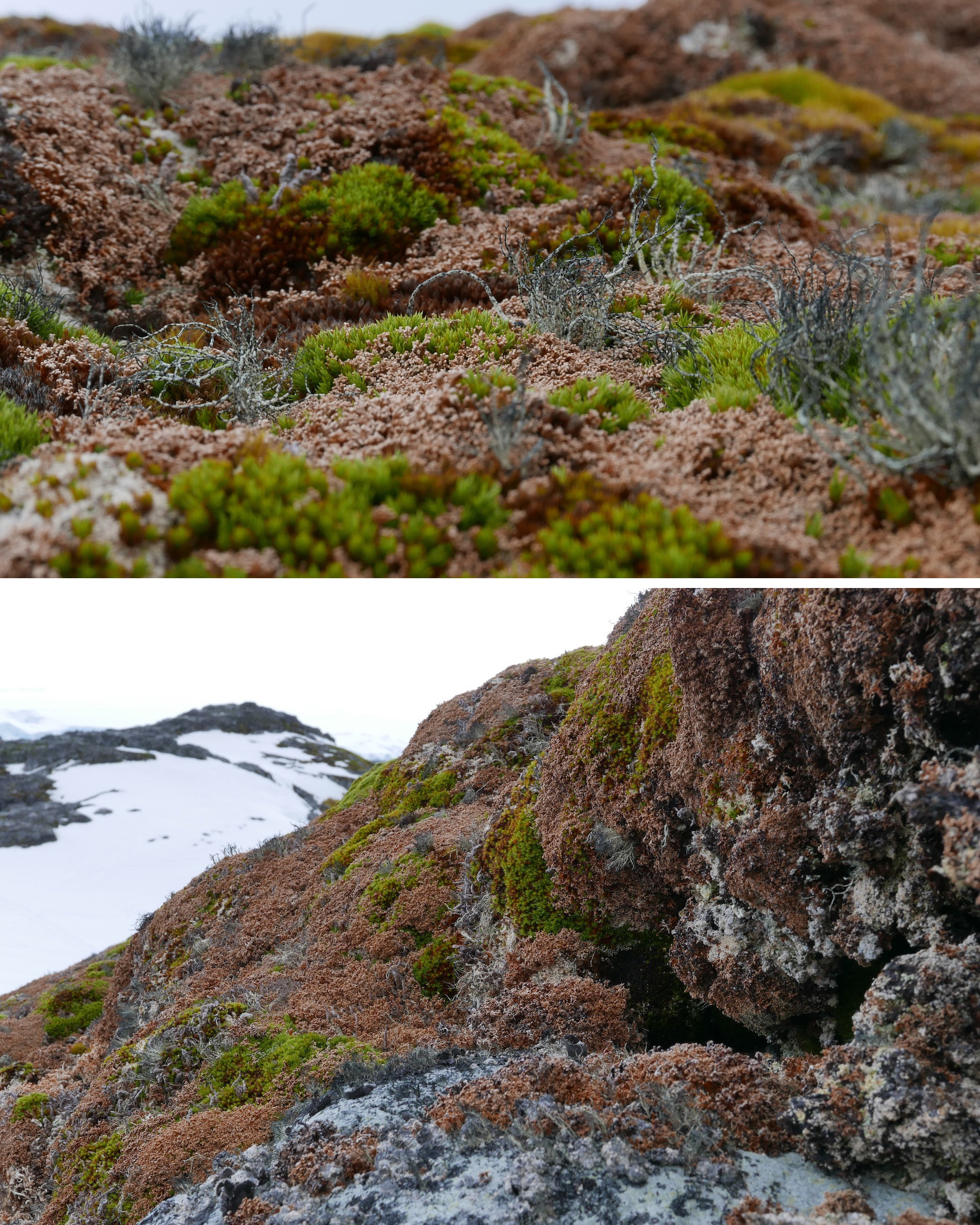 Lichen carpets