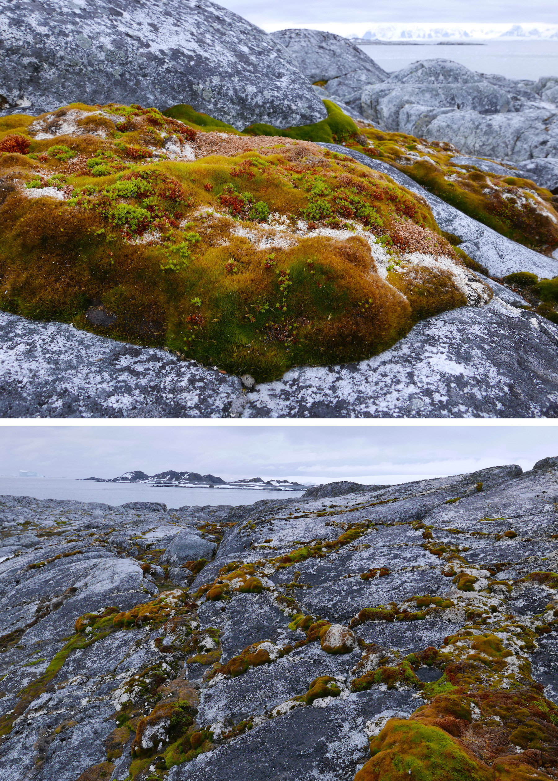 Lichen on rock and in cracks