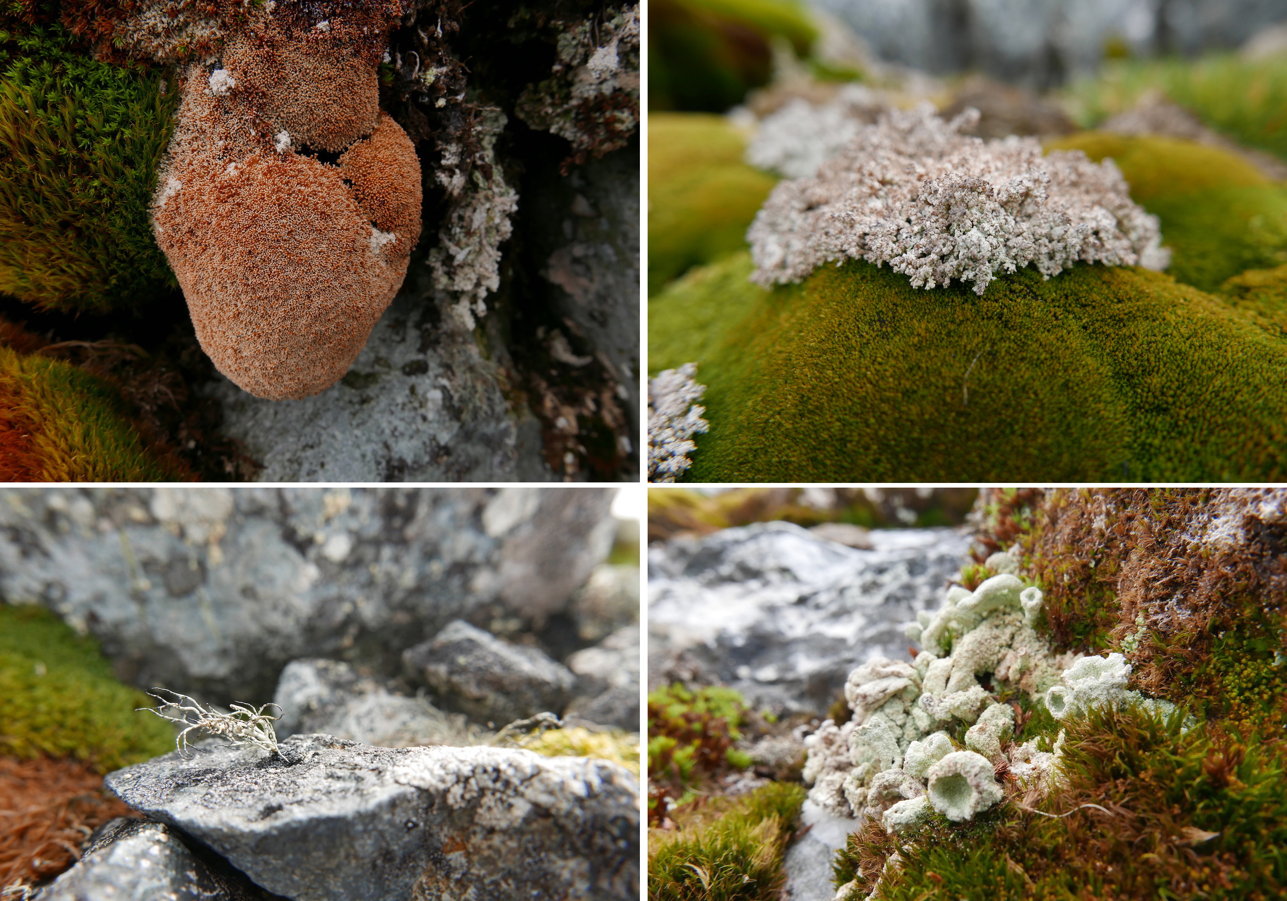 Lichen shapes