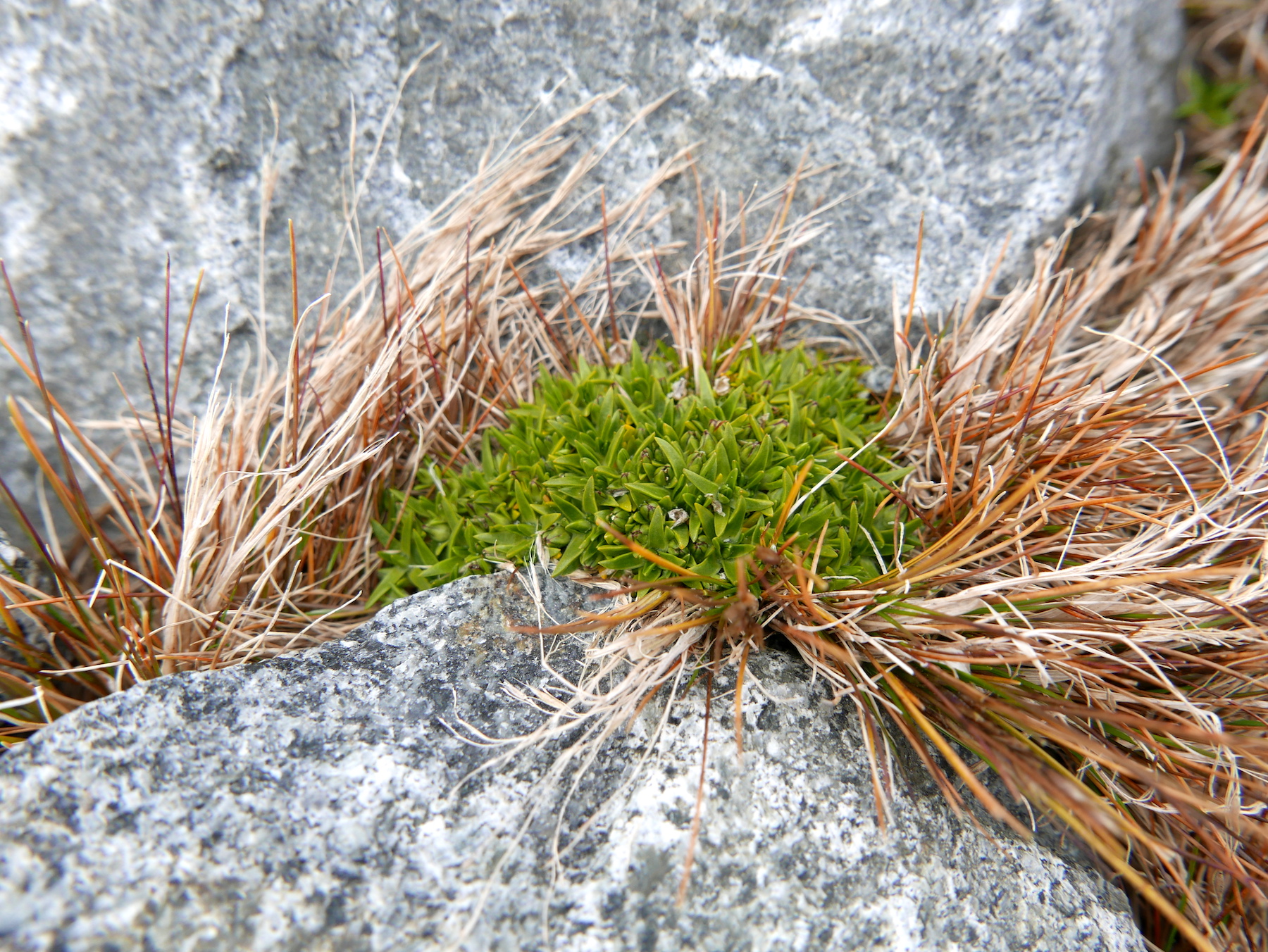 Entire vascular flora of Antarctica