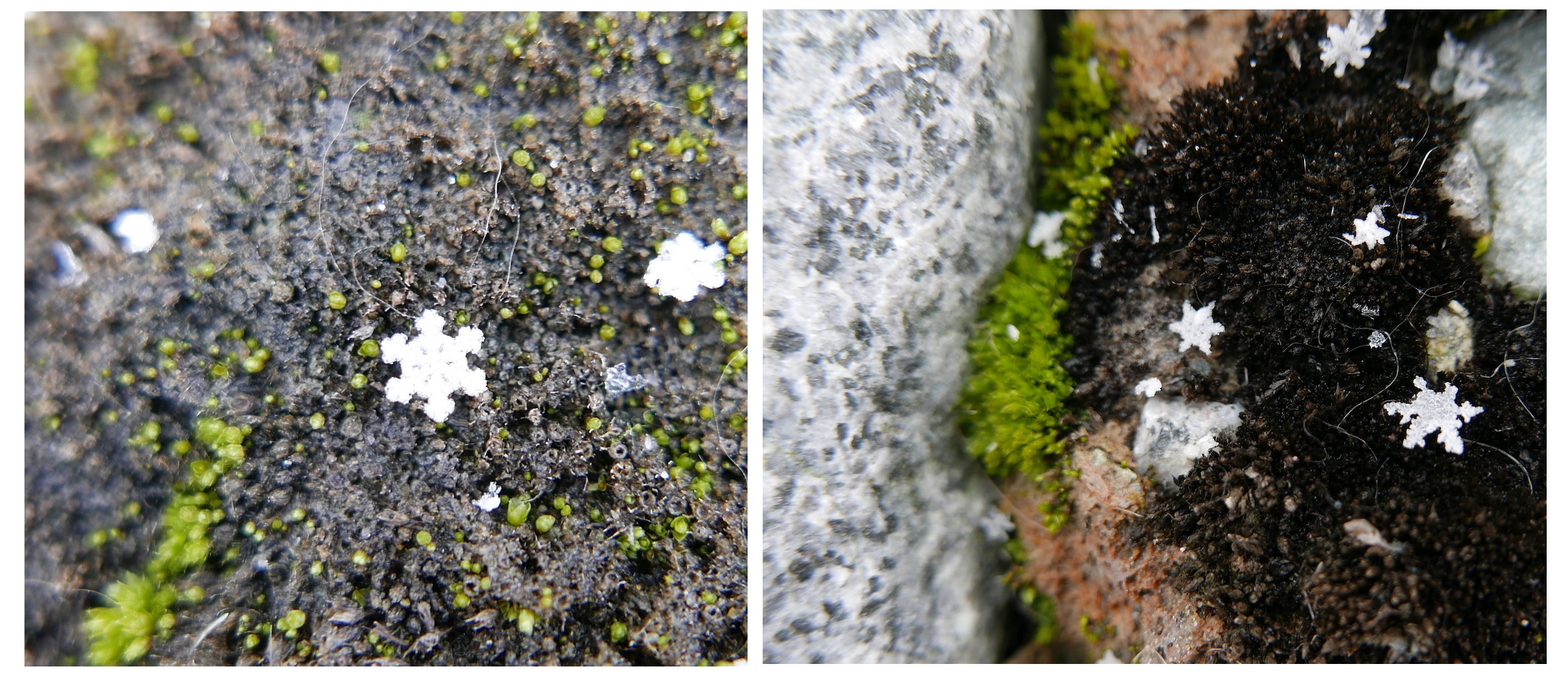 Beautifully-shaped snowflakes