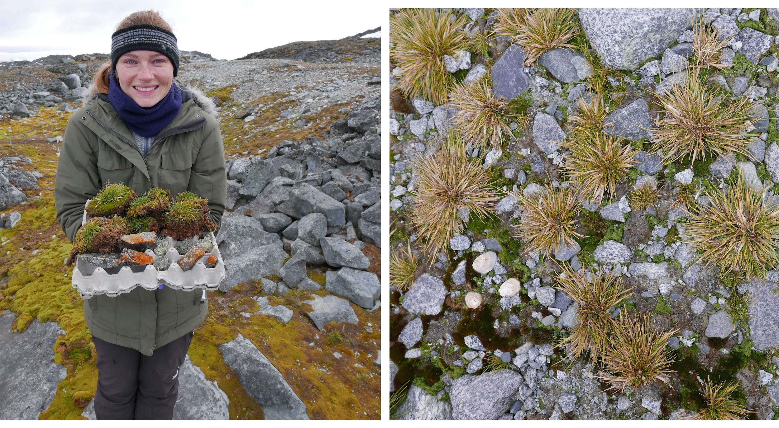 hairgrass and a few lichen