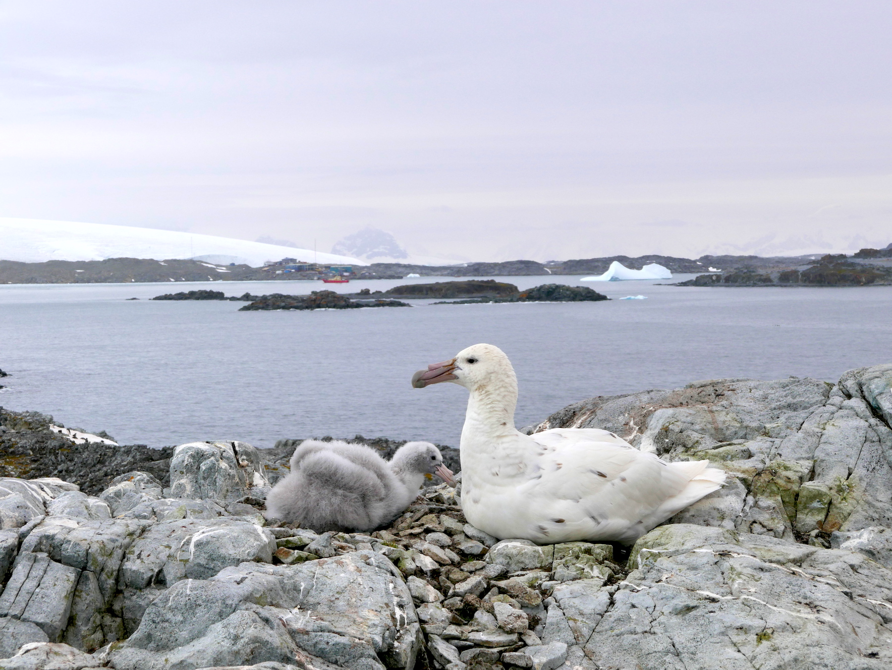 white morph of the Southern Giant Petrel
