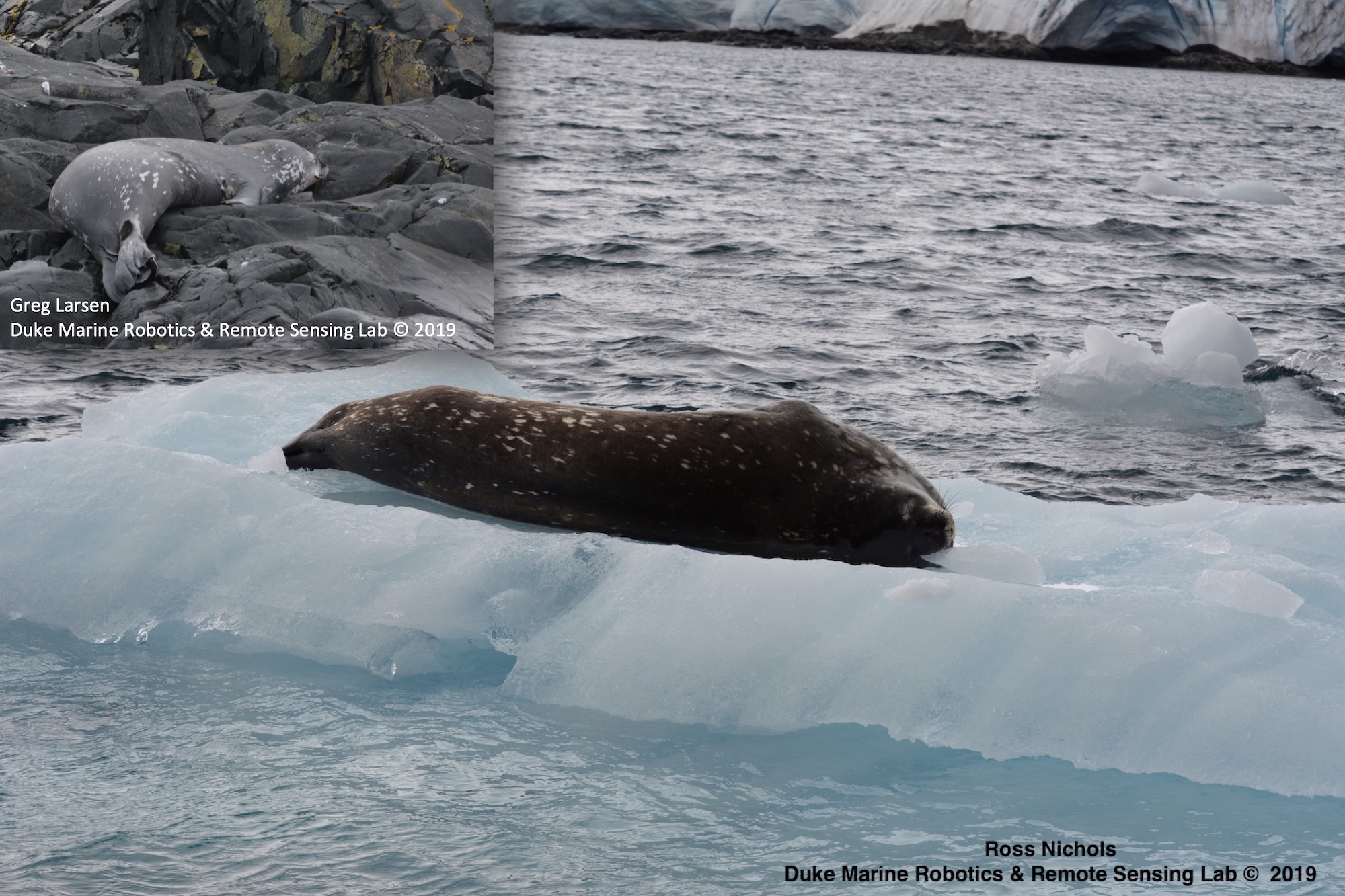 Weddell seal