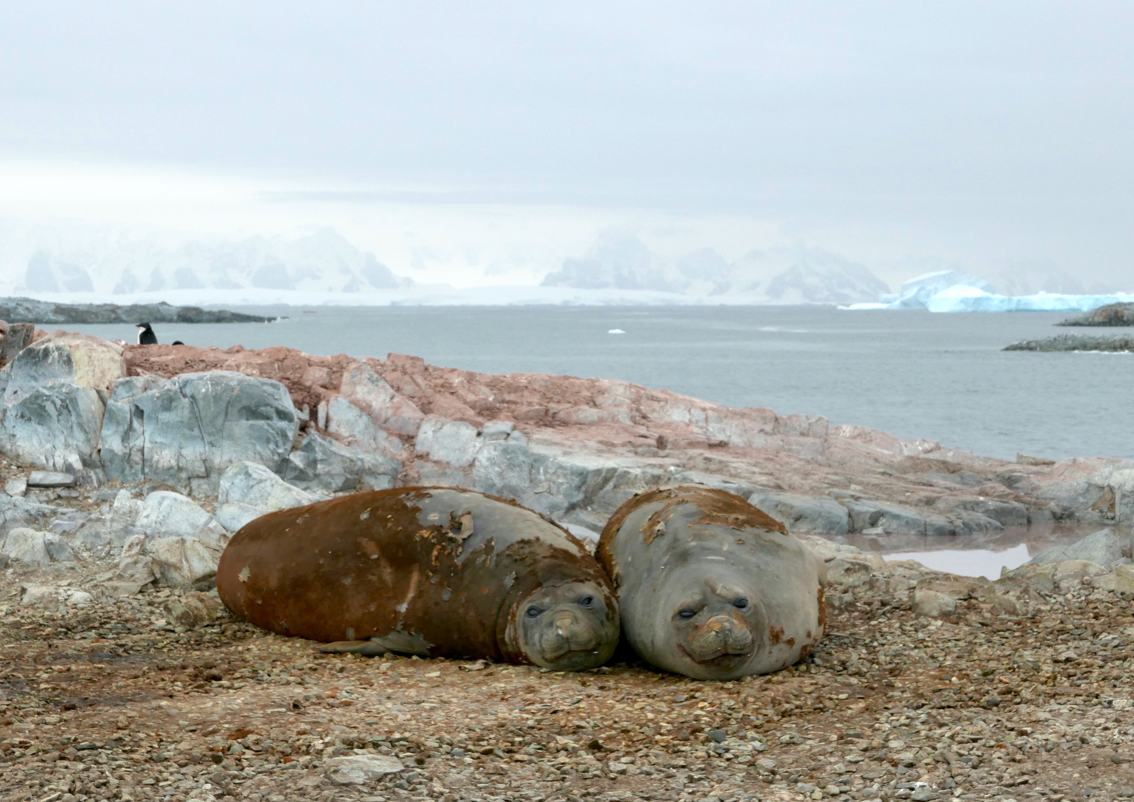 Southern Elephant seals dozing