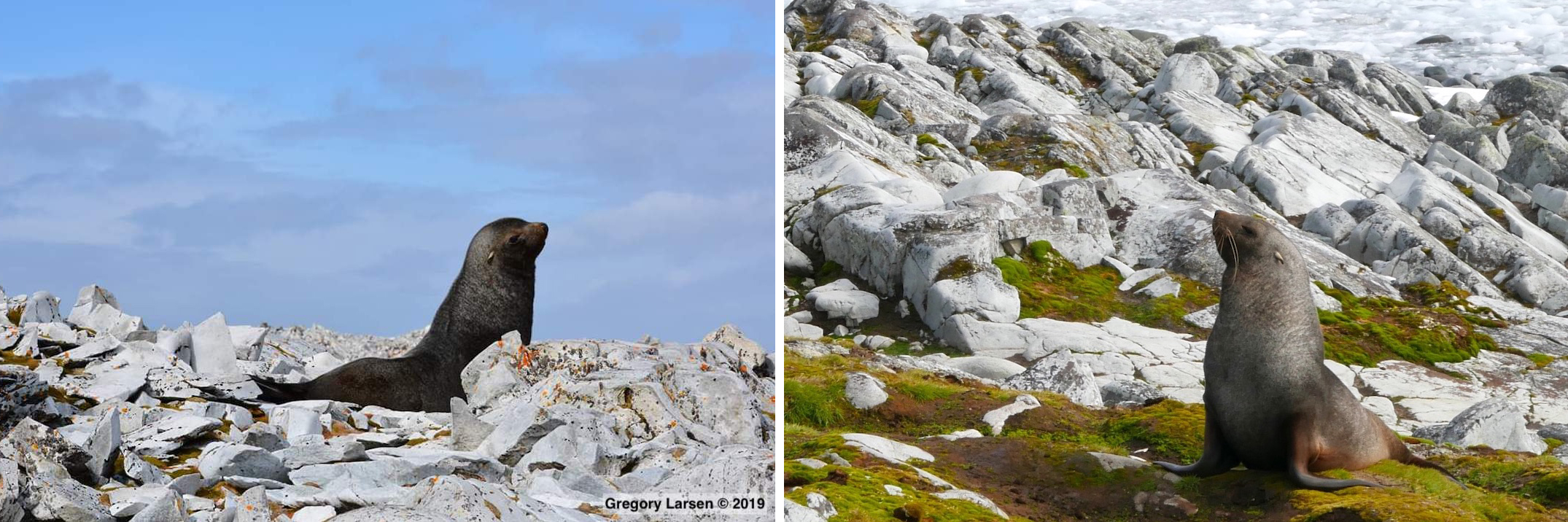 Antarctic Fur Seals