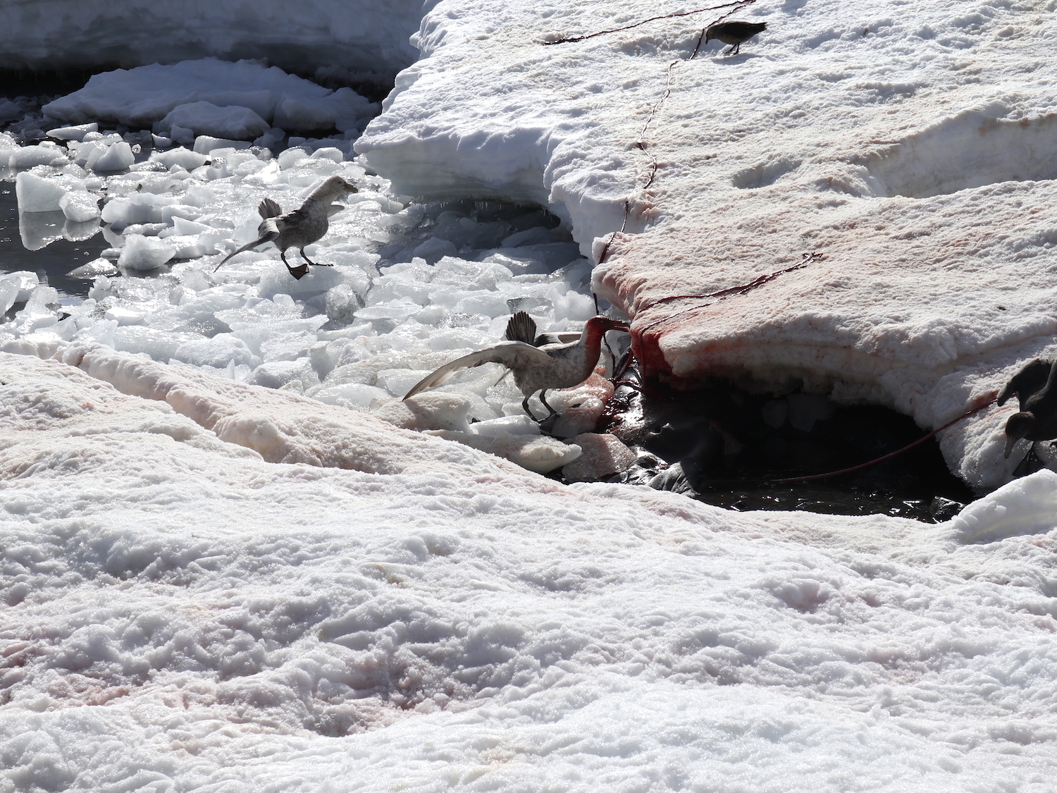 Giant Petrels eating