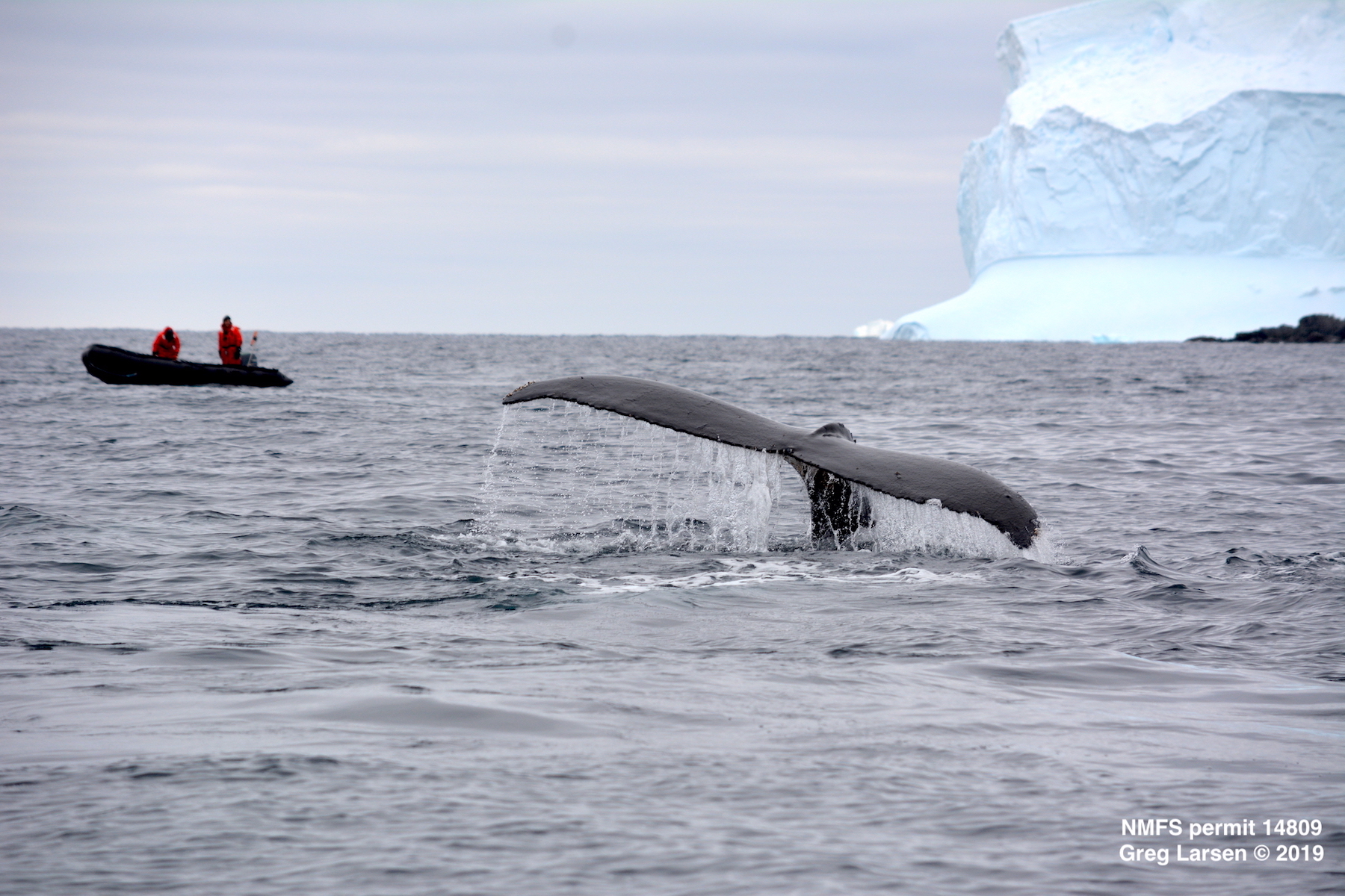 Whale fluke