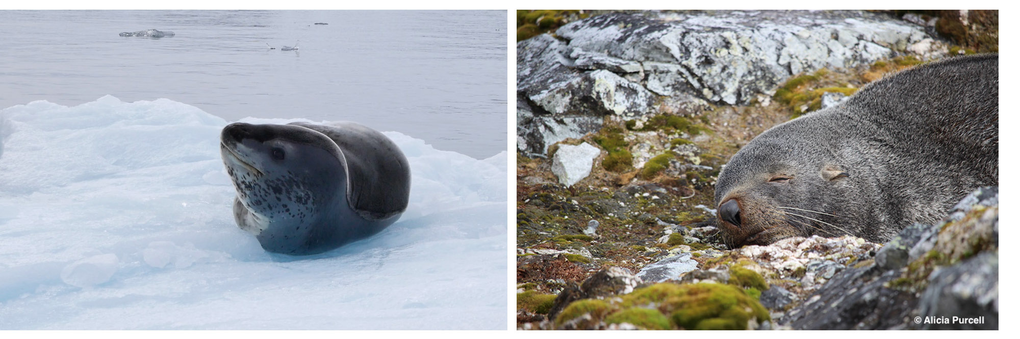 leopard seal and fur seal