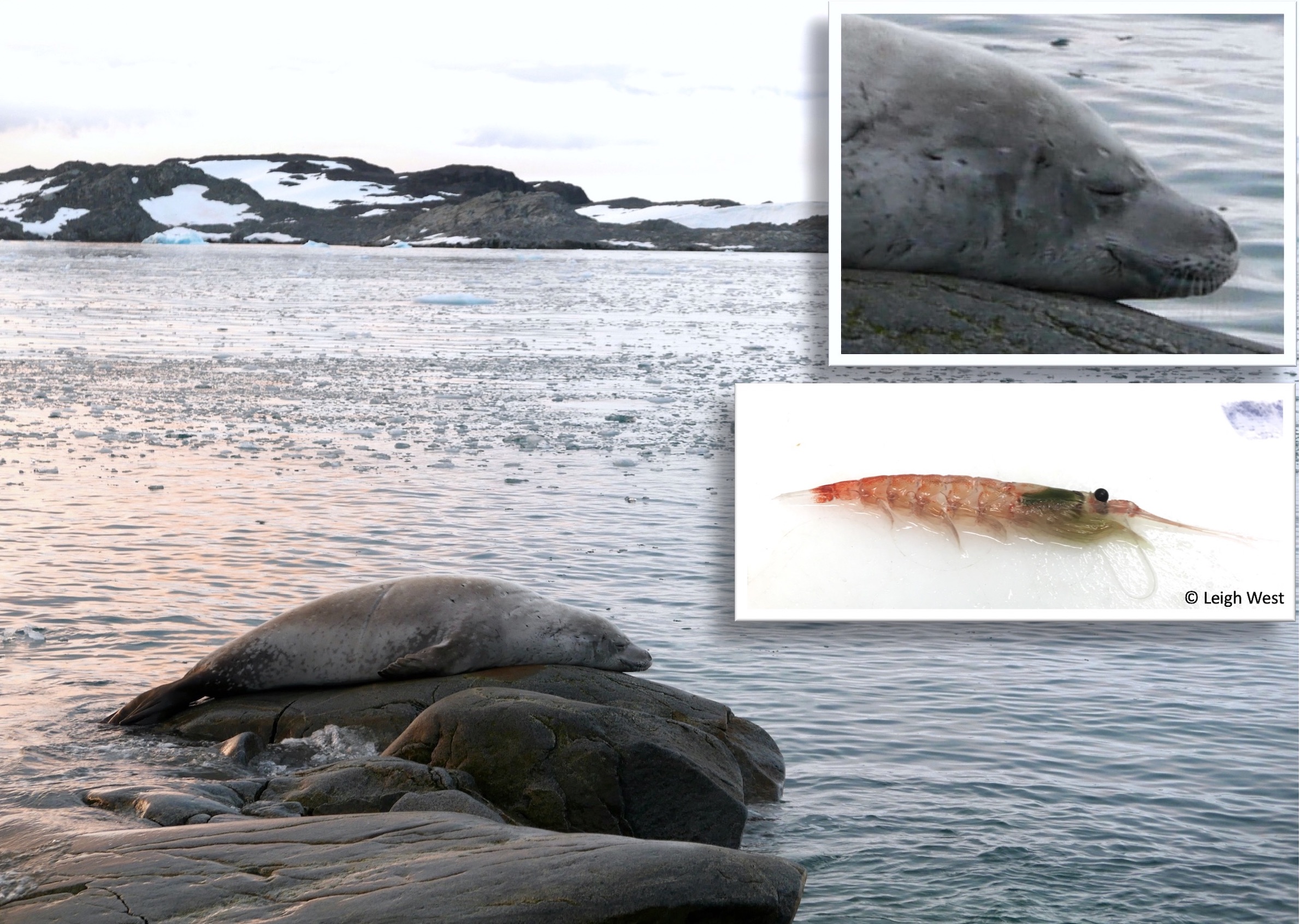 Crabeater seal and prey