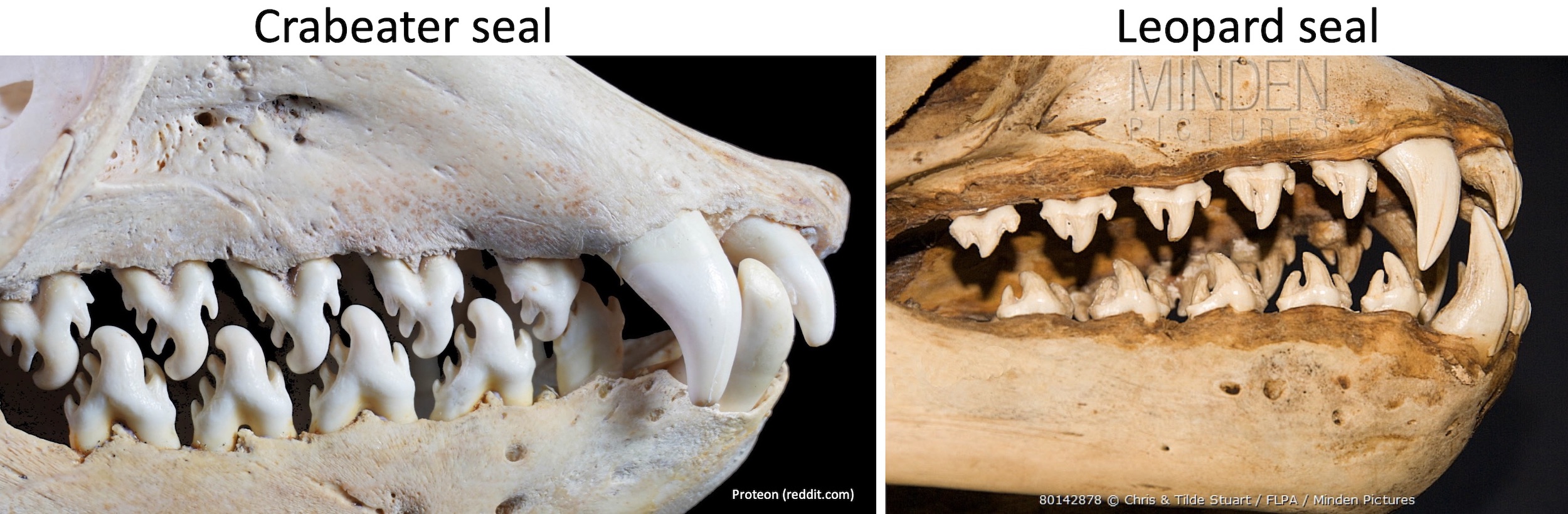 Weddell Seal Teeth