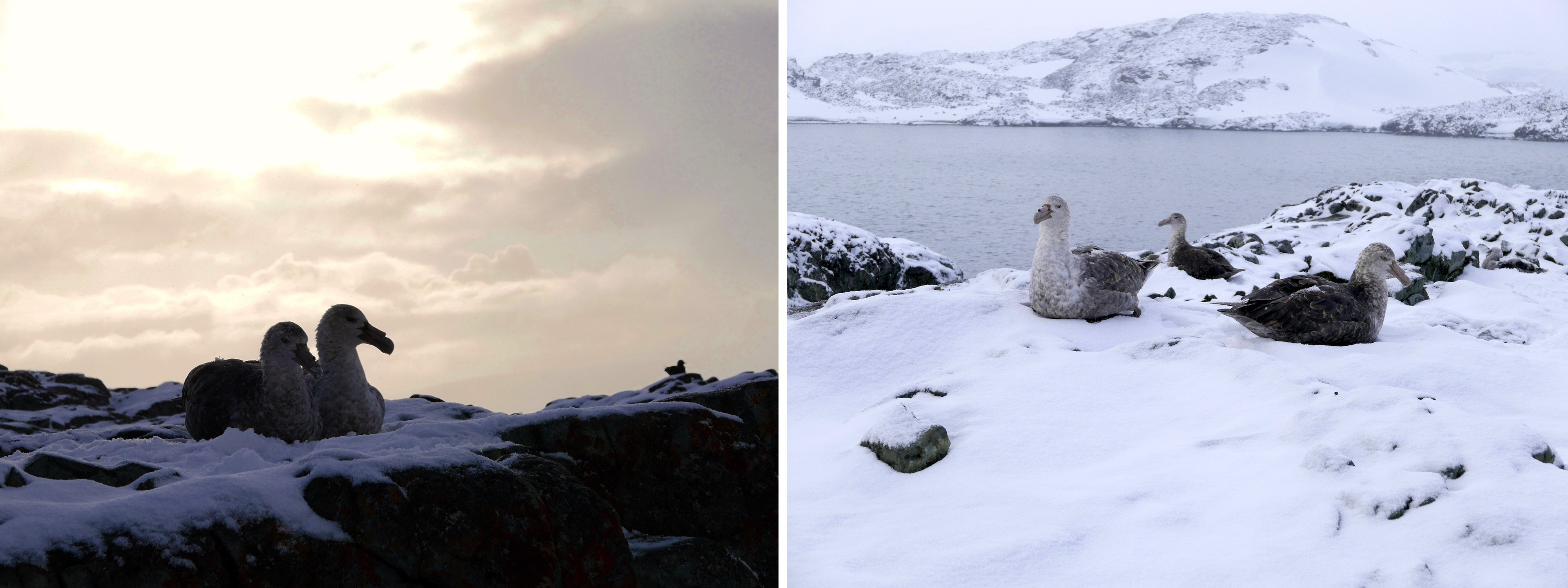 southern giant petrels